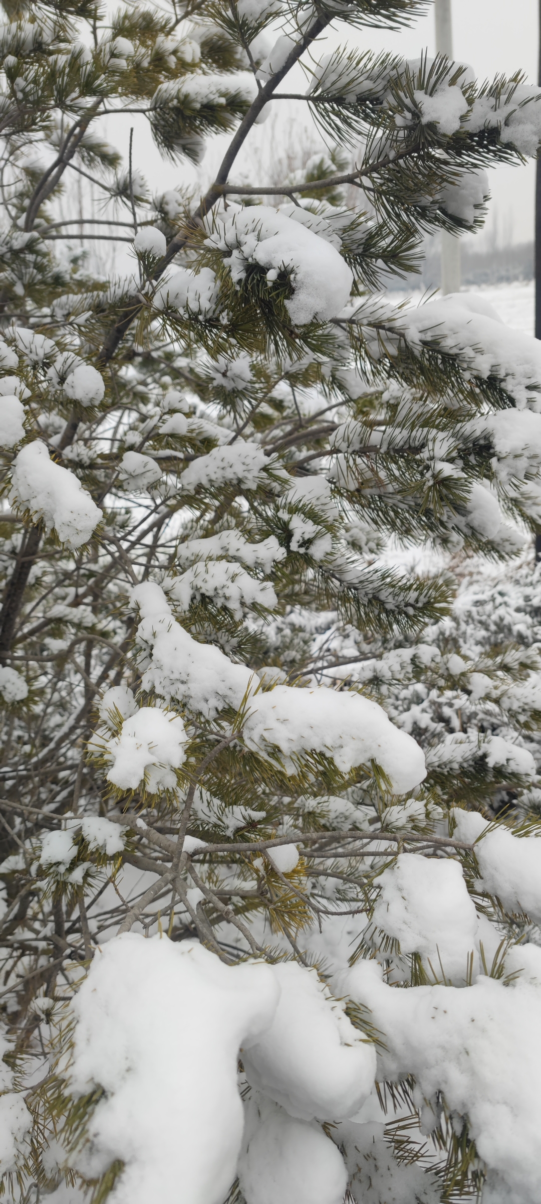 大雪压枝头