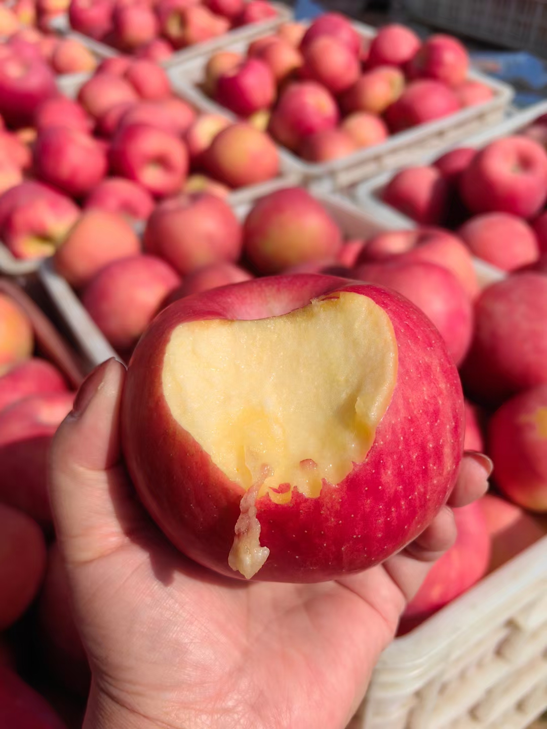 "刚咬了一口的苹果,鲜红的皮儿,白里透黄的肉,满满的维生素c,忍不住又