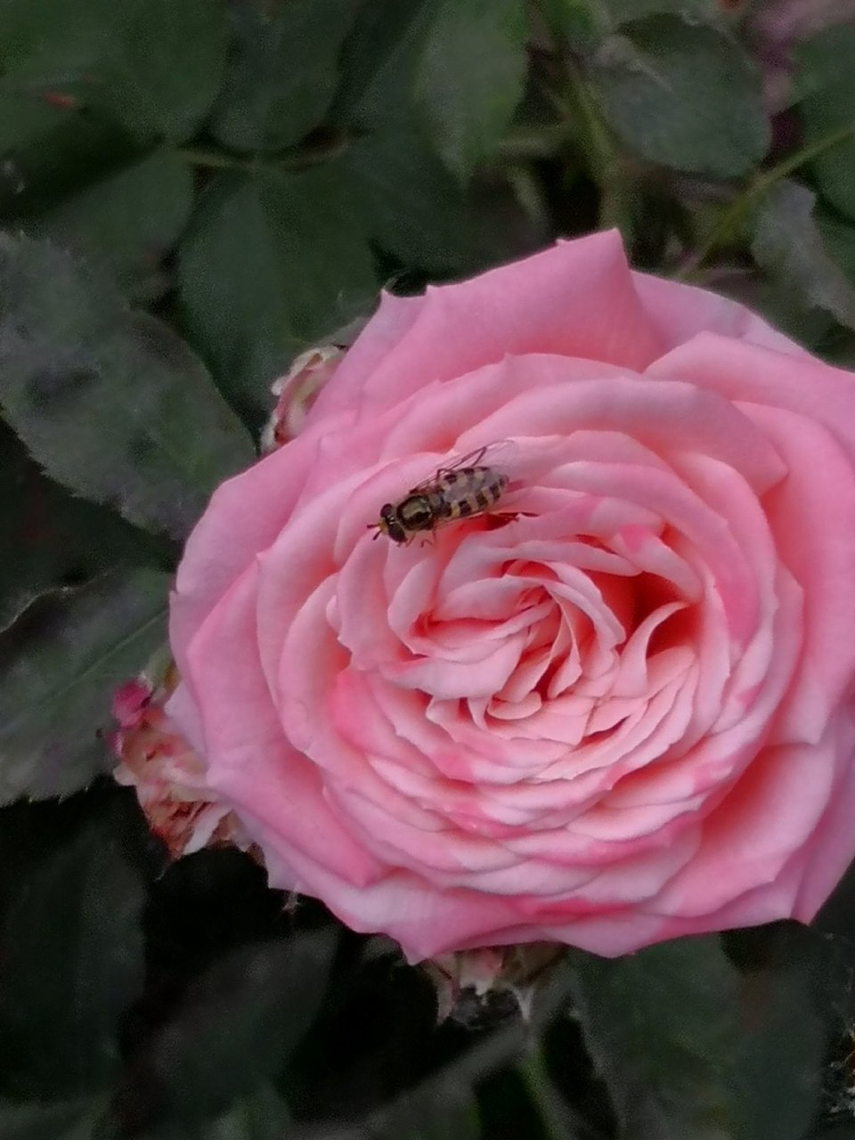 花红绿叶初夏风 鸟语蛙鸣四月天