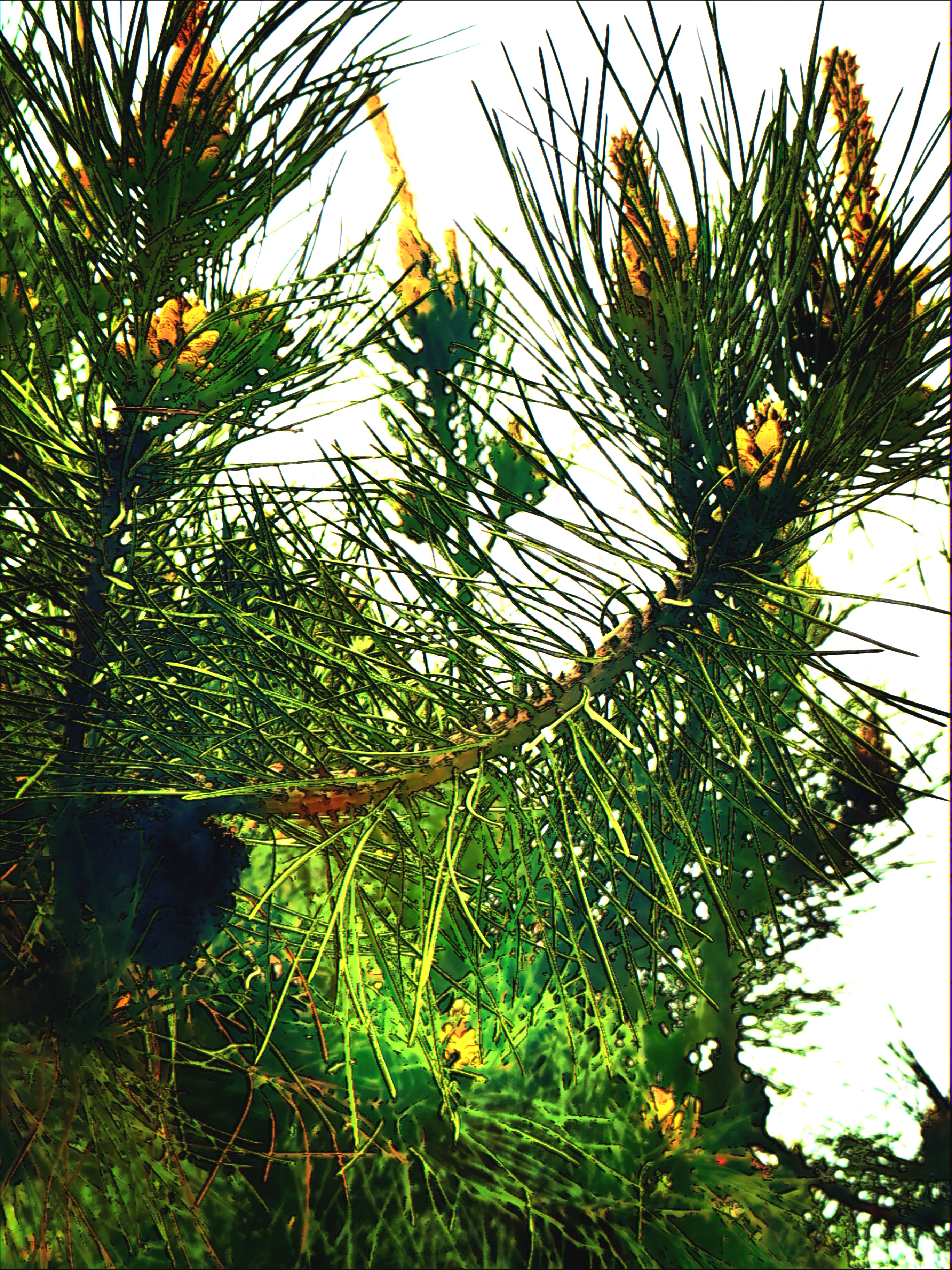 国画《松风梅清图》,刘灿章作  附:松梅摄影(刘灿章摄)