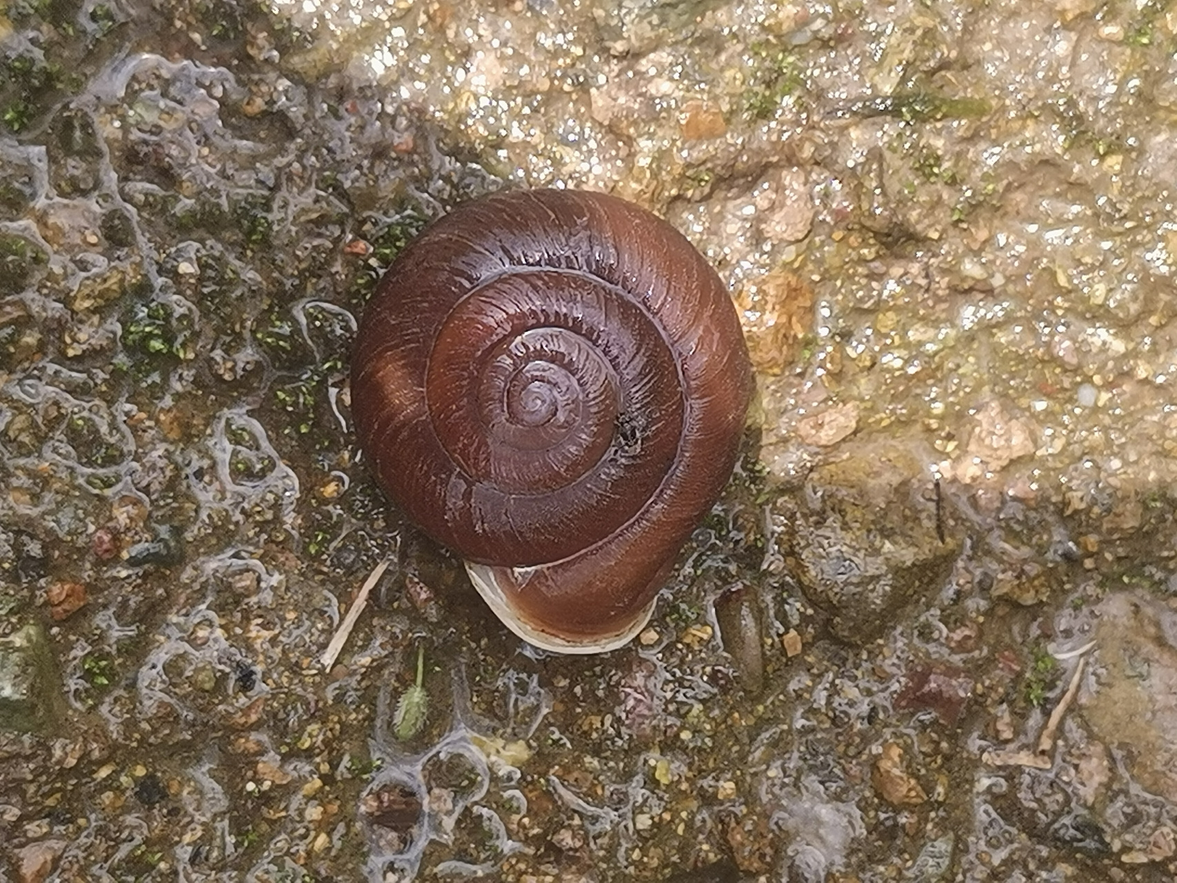 山里游玩了小溪边便发现的,这是什么螺?