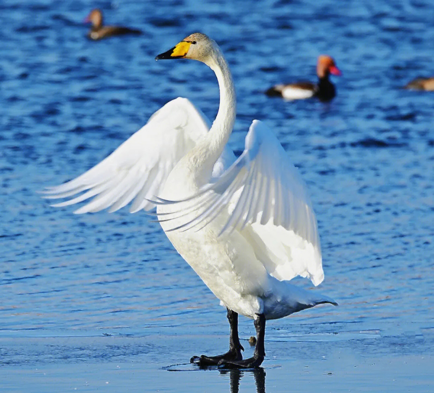 动物# 生命图谱之天鹅#动物解说# 是一种具有美丽外表的水禽,英文名