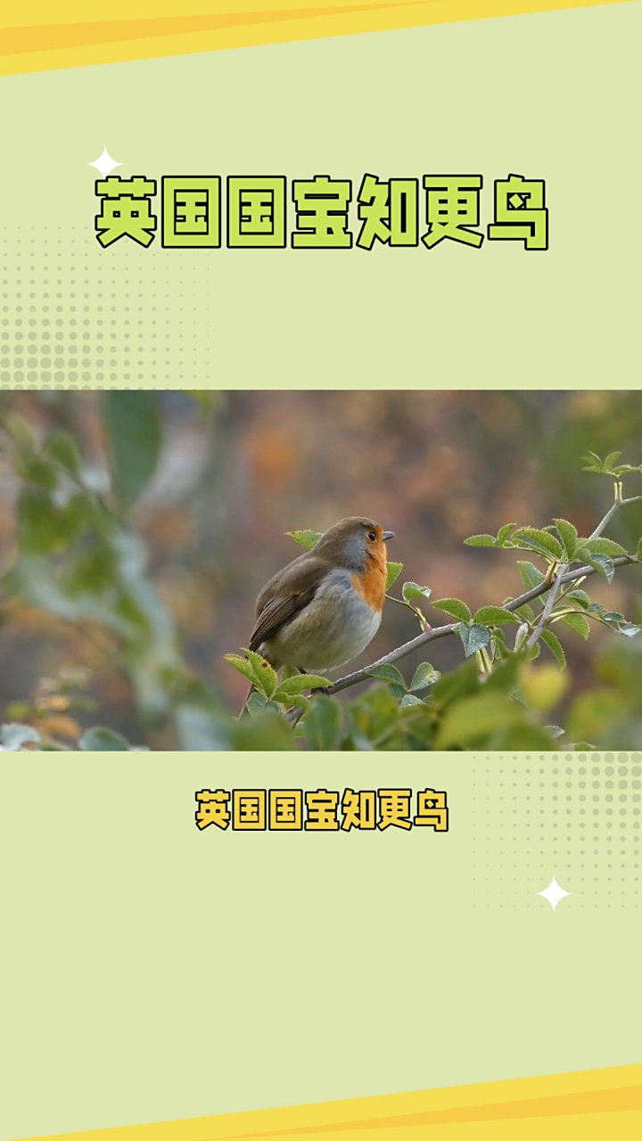 英国国宝知更鸟-是英国非常受欢迎的一种鸟类,被形容为英国最令人喜爱