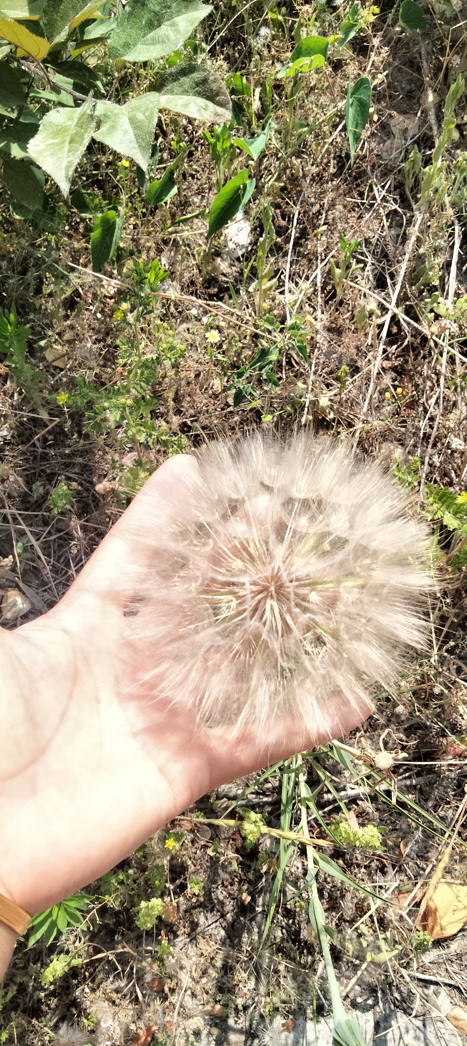 大家见过这么大的蒲公英吗?超大版的