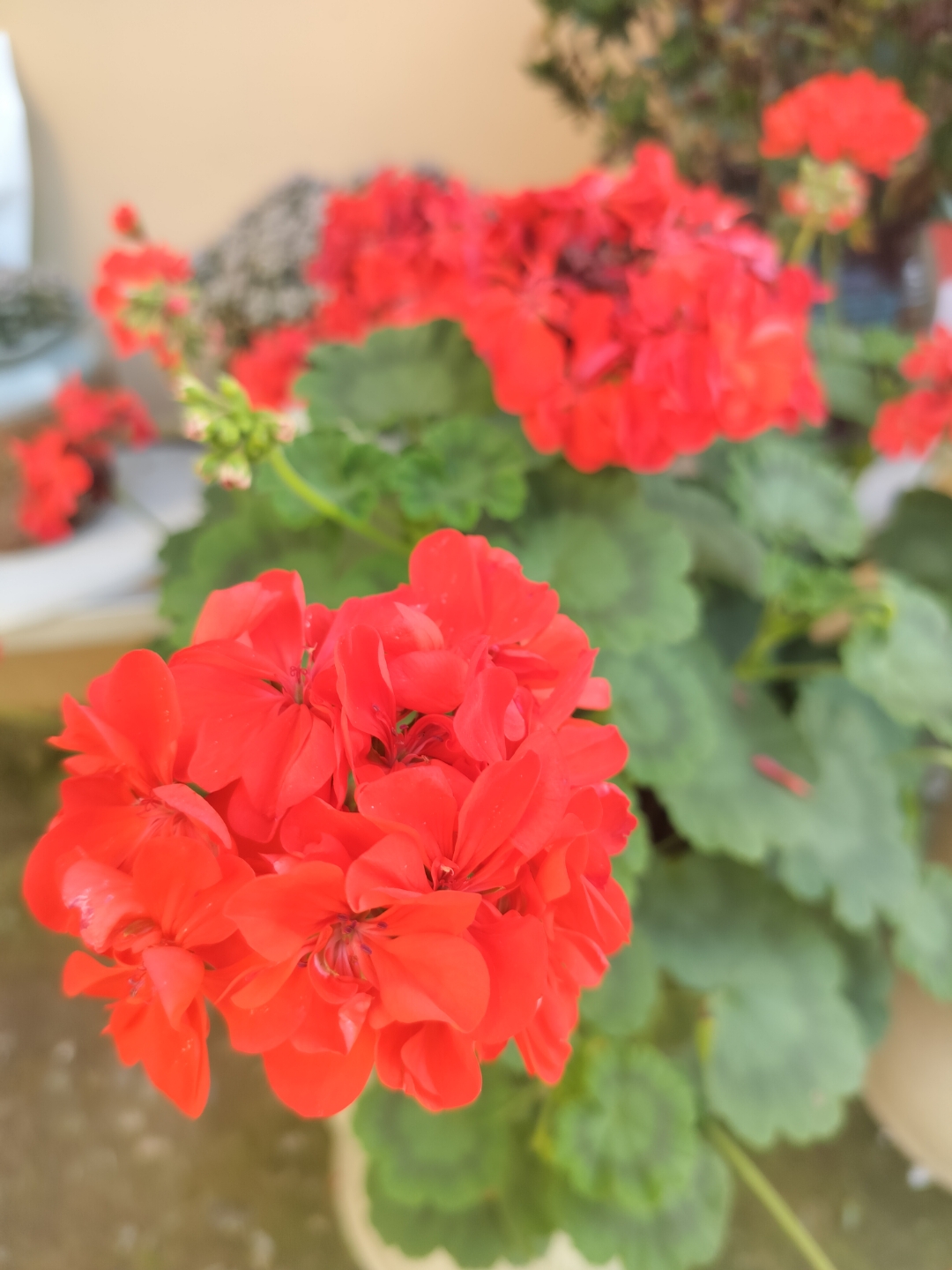 这红色天竺葵花,简直是家中的小太阳98!