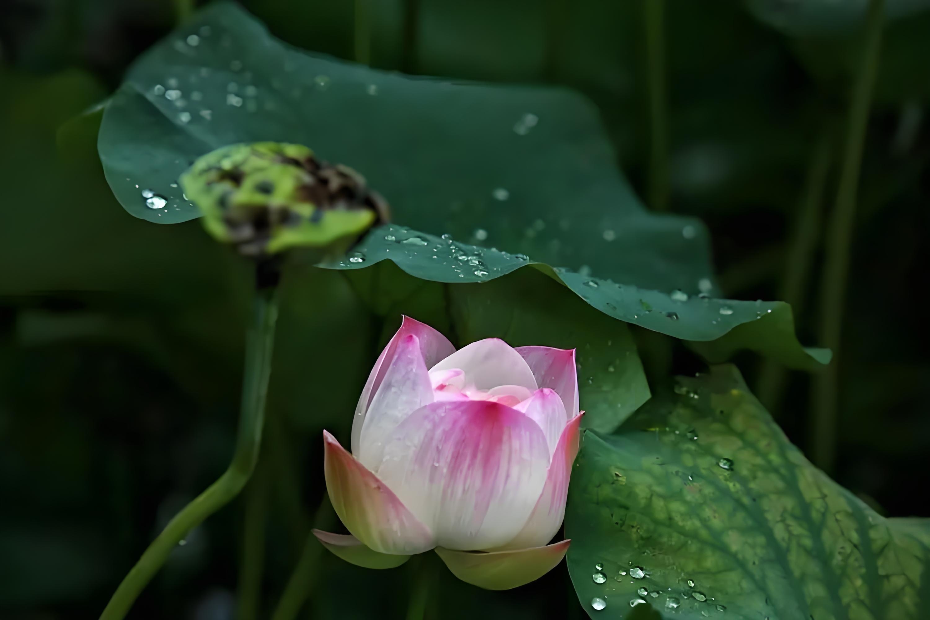 暑雨图片雨后荷叶雨后照片雨天莲花电脑壁纸雨归莲叶净青莲图片唯美