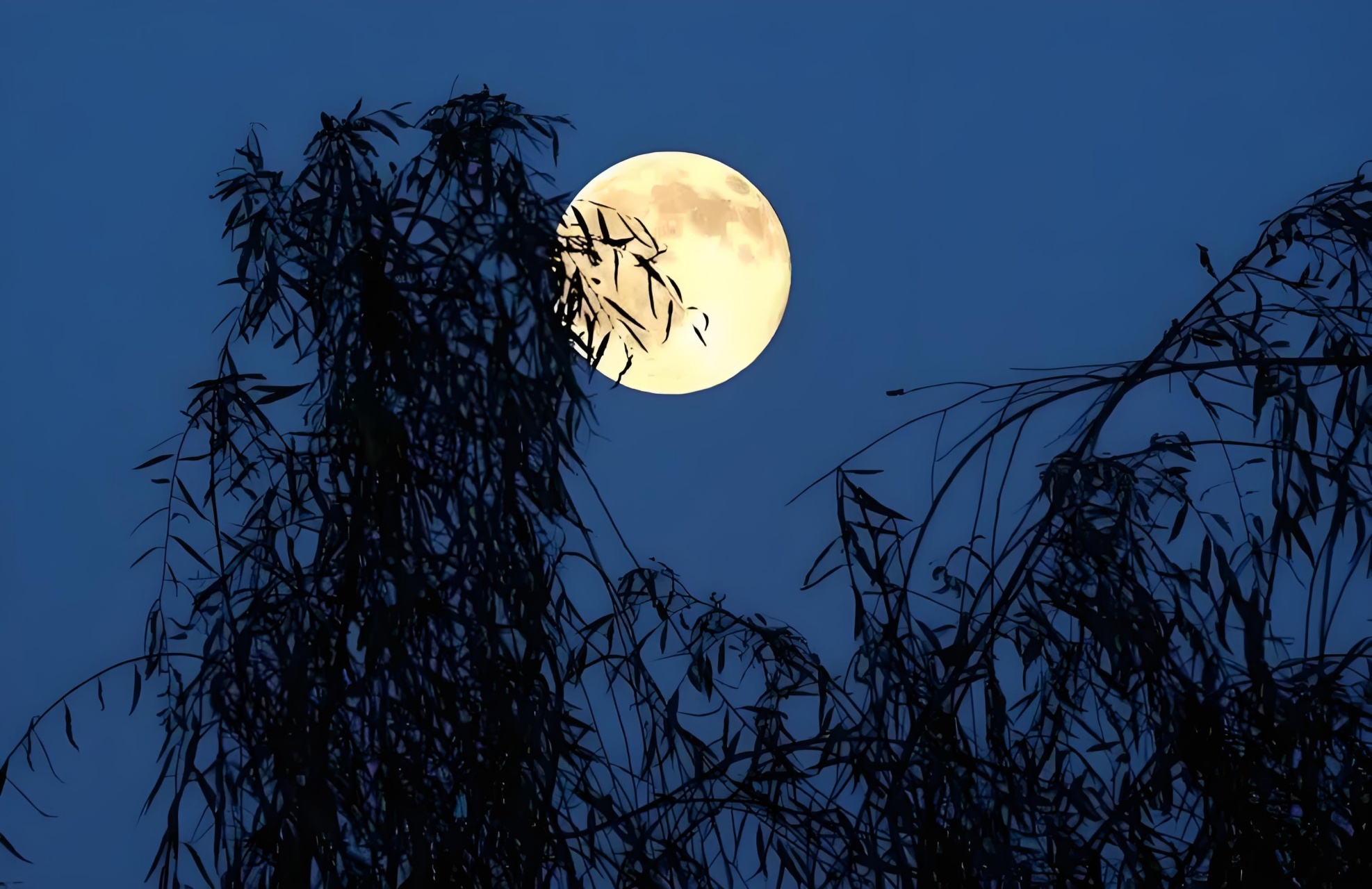 花月夜的样子图片