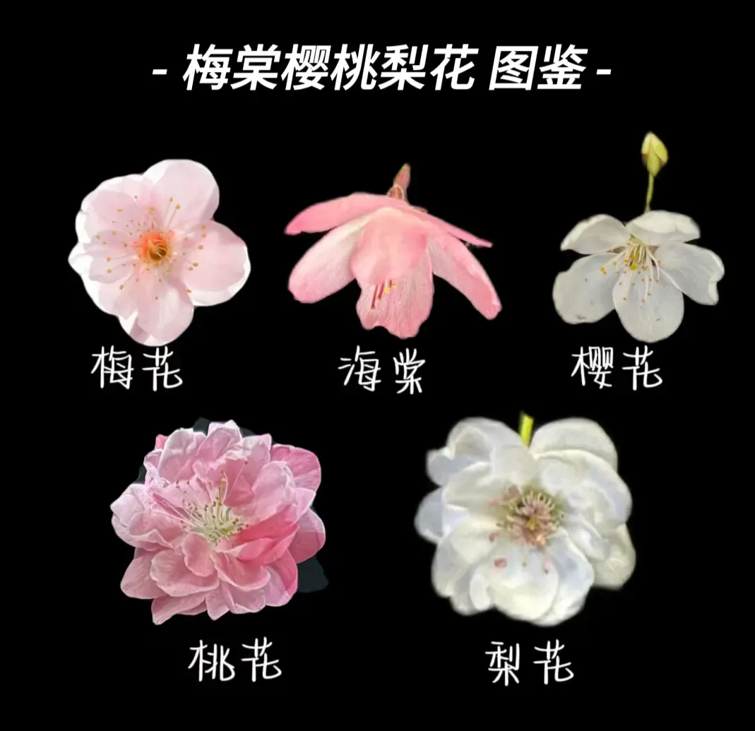 海棠花和苹果花的区别图片