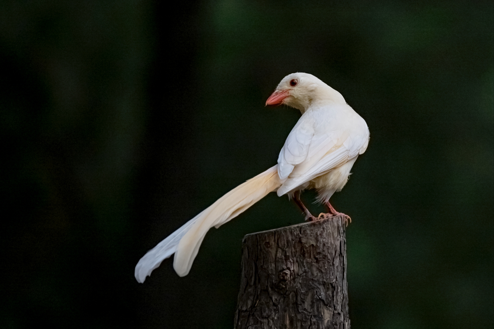 红嘴蓝鹊(白化) 三有保护动物