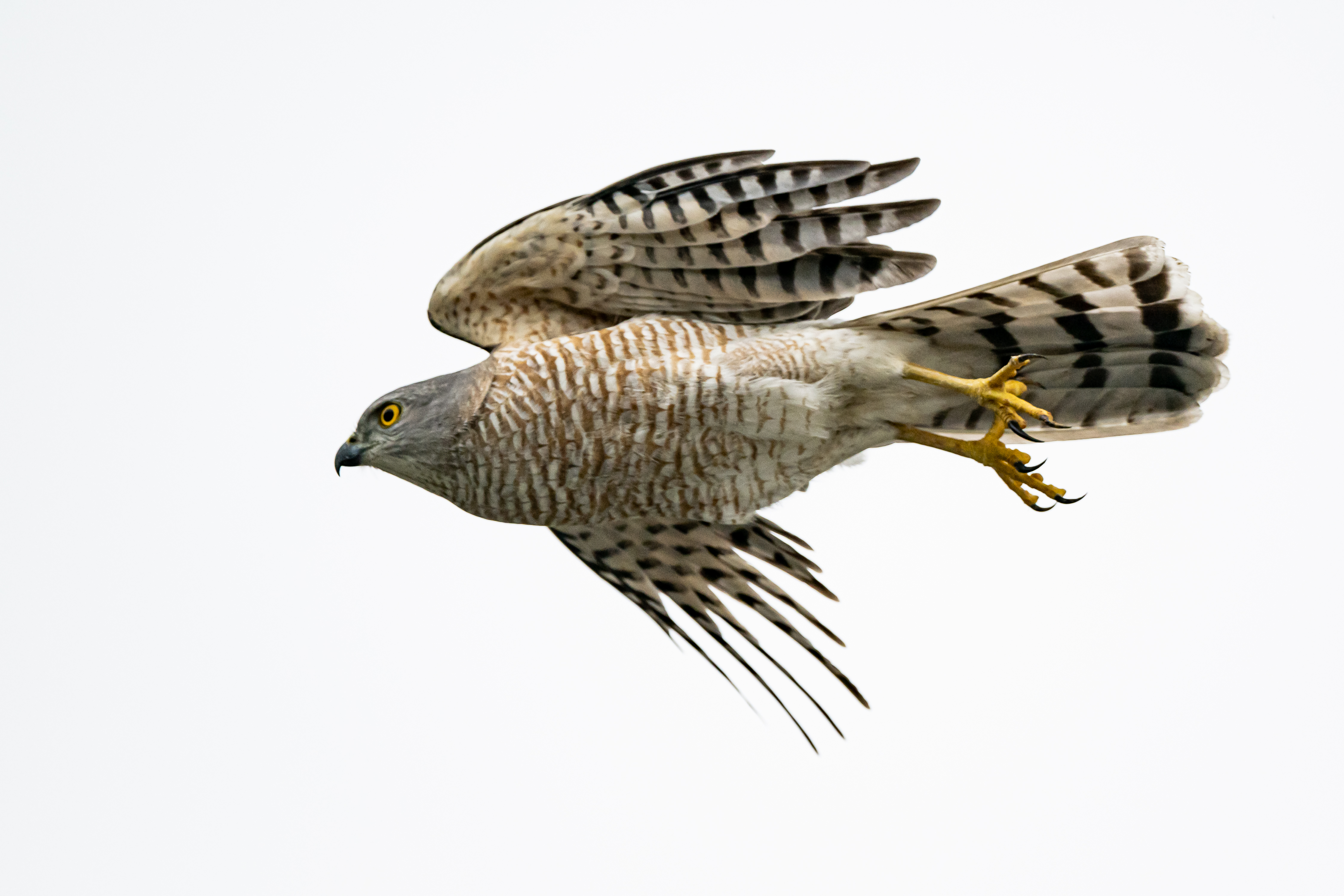 褐耳鹰07 67二级保护动物 67——海南万宁南燕湾