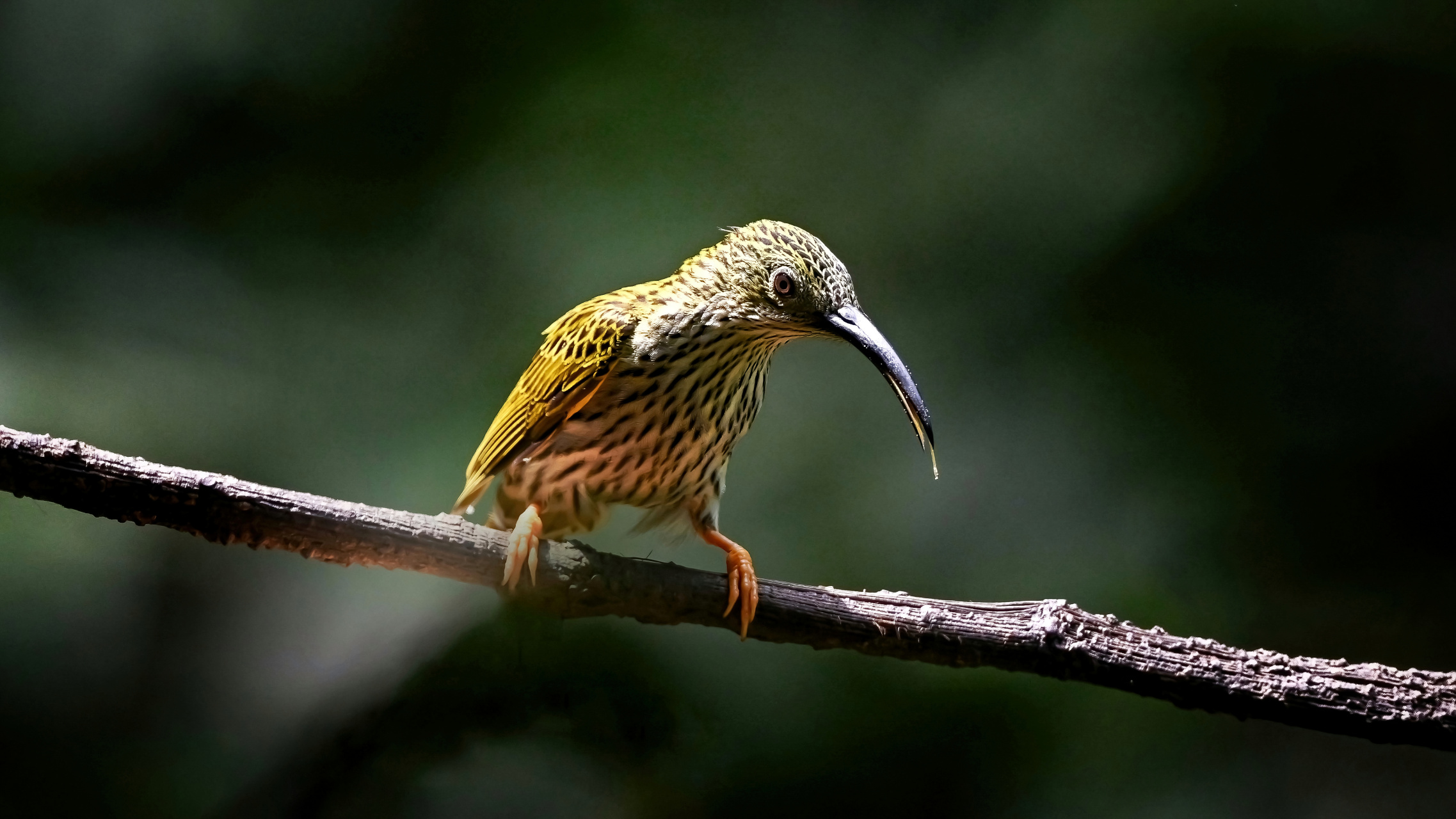 纹背捕蛛鸟 67三有保护动物 67——云南保山