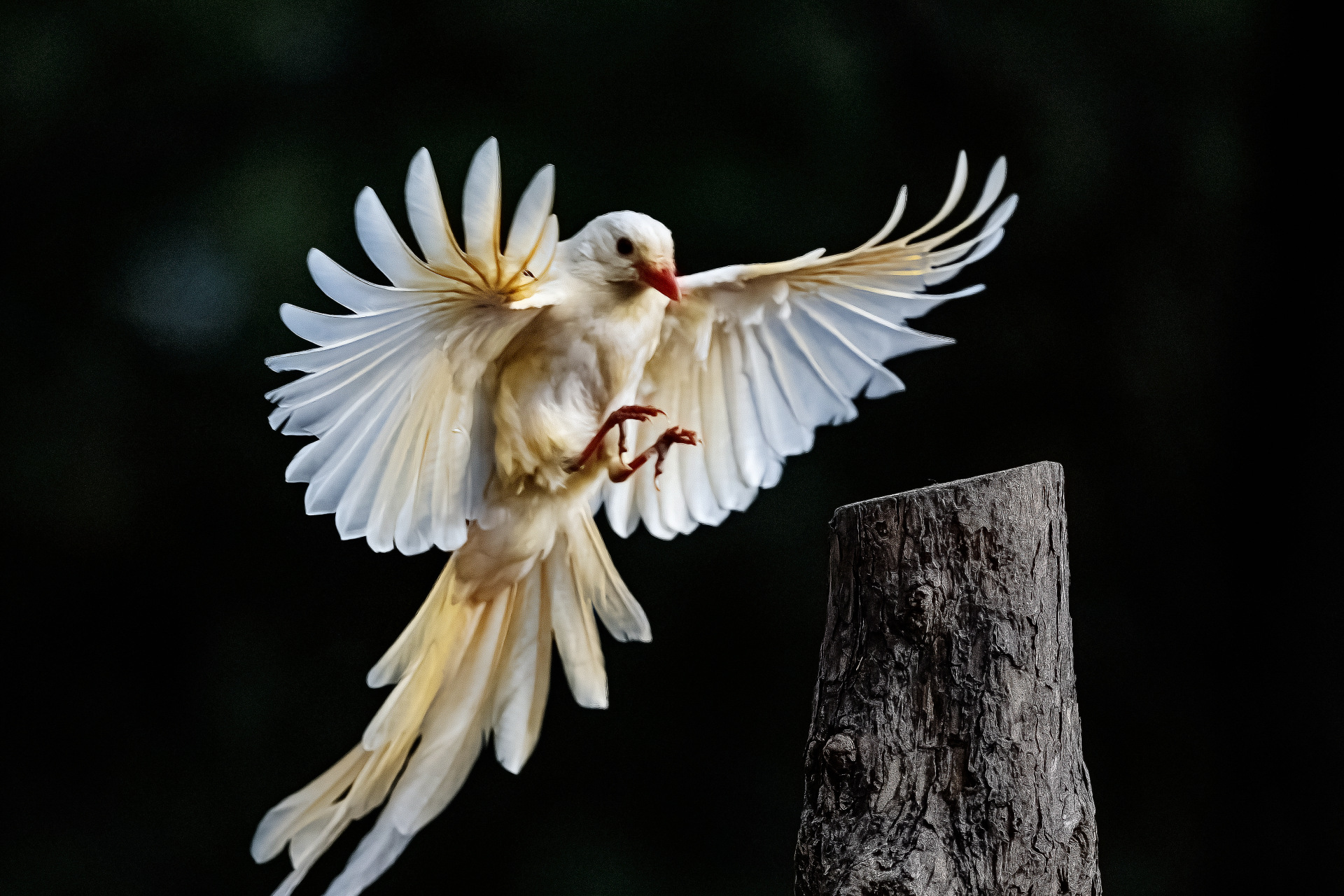 红嘴蓝鹊(白化) ​三有保护动物