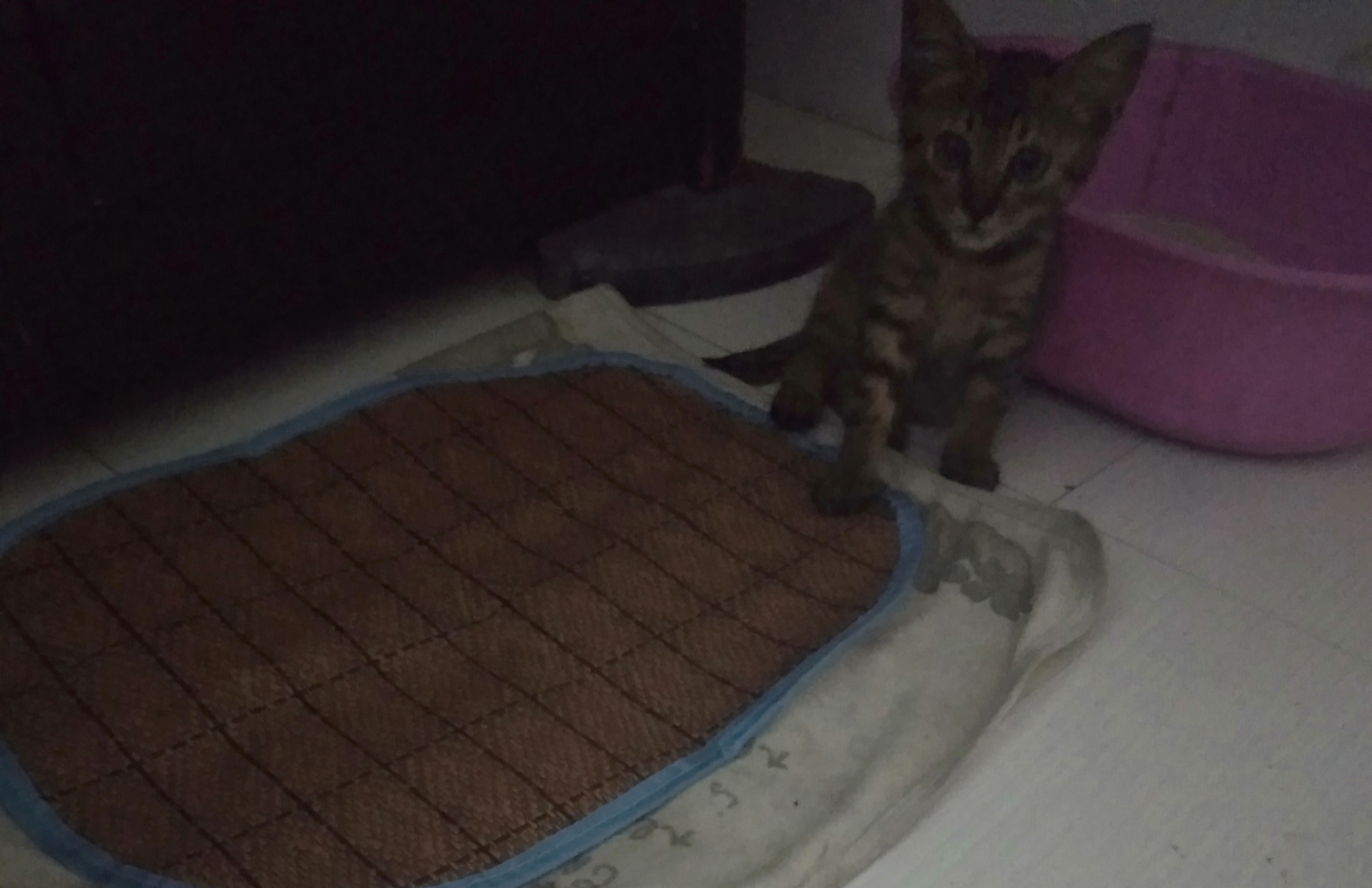 昨晚取完快递,离宿舍不到了20米的地方就听到小奶猫非常尖利的叫声