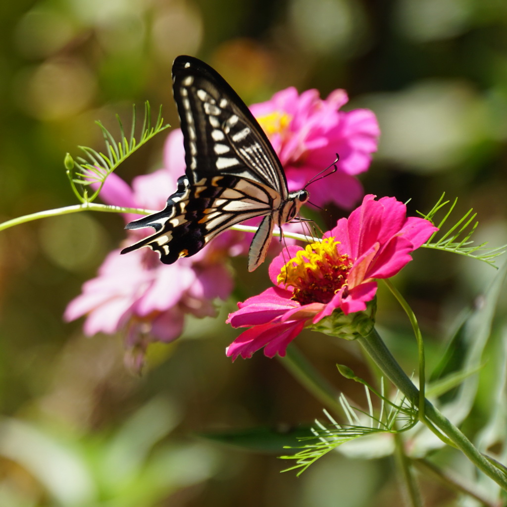 表情包找几张蝴蝶采花的图片蝴蝶找花芍药花蝴蝶图片庭院里含苞欲放
