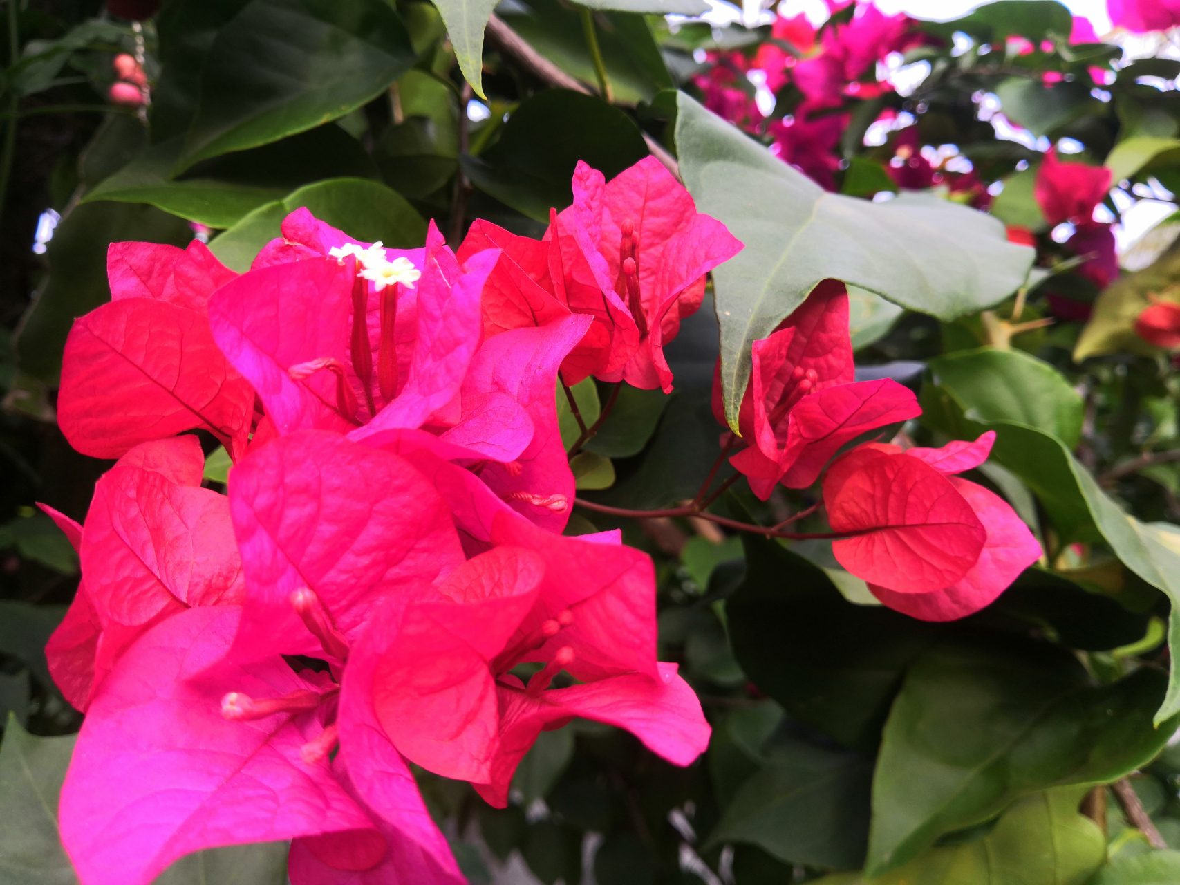 漂亮# 红艳的八角梅[鲜花][鲜花][鲜花]