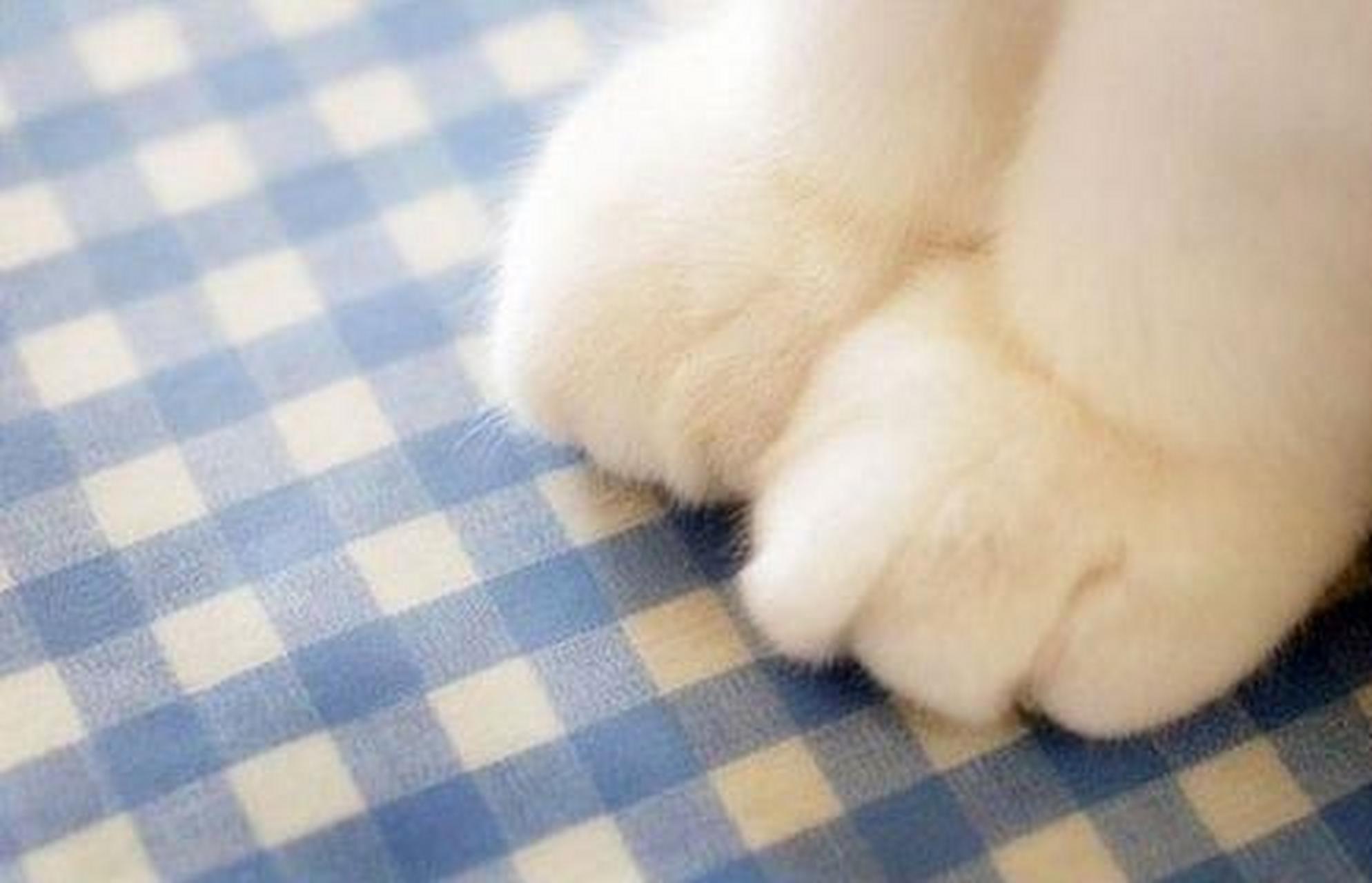 一起来吸(^^),搞可爱( . ),猫爪爪