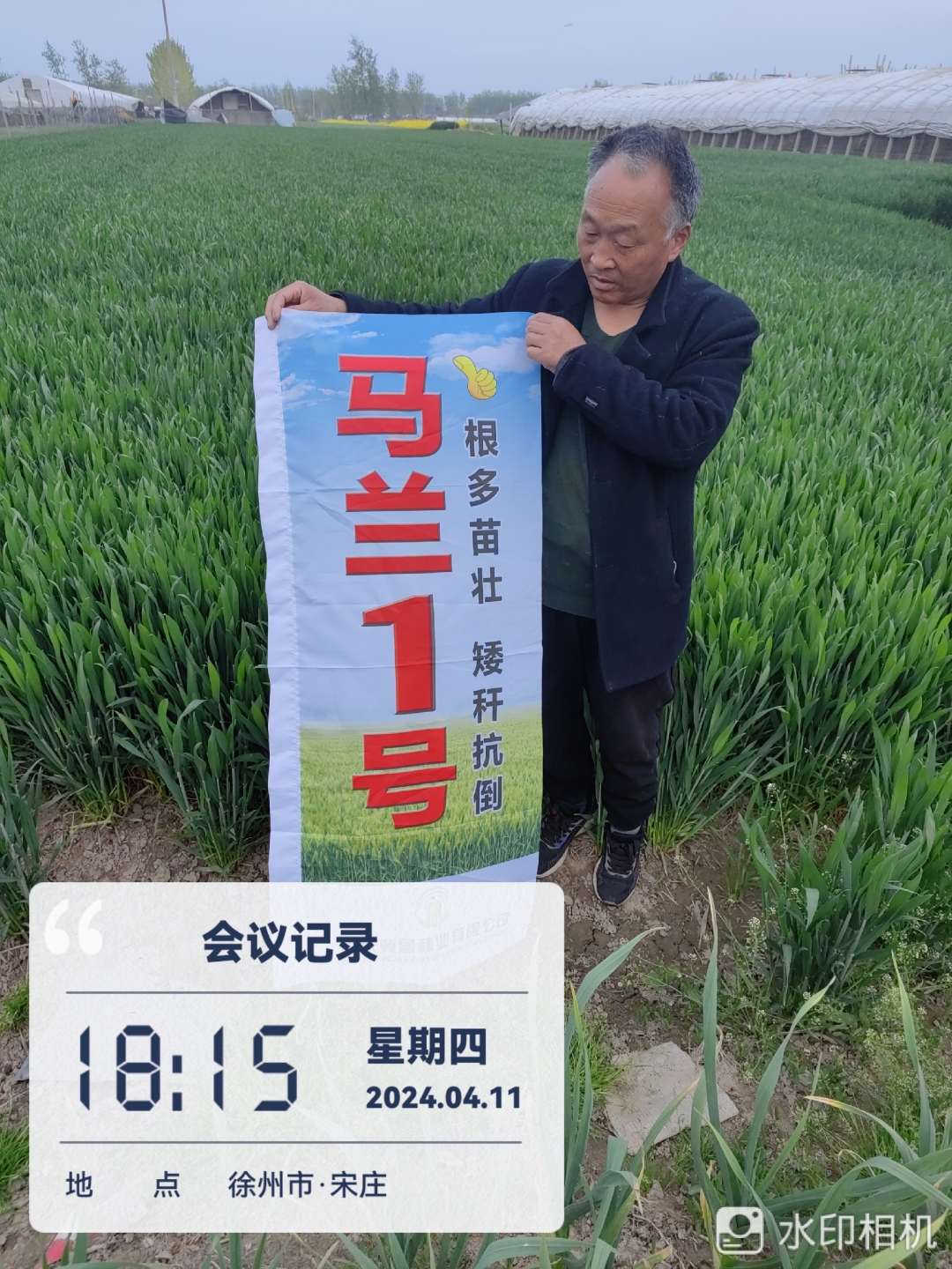 超高产小麦品种马兰1号,分蘖强,无无效分蘖,2023年在河北测产,亩产