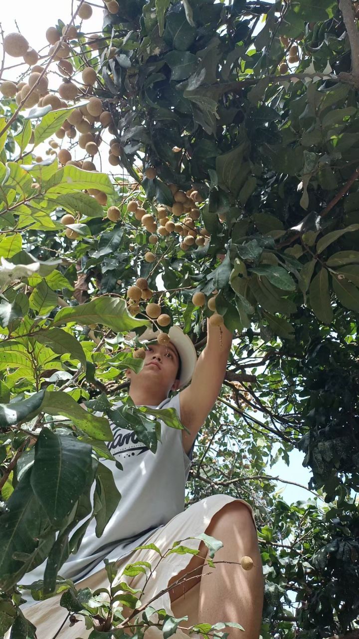 摘龙眼