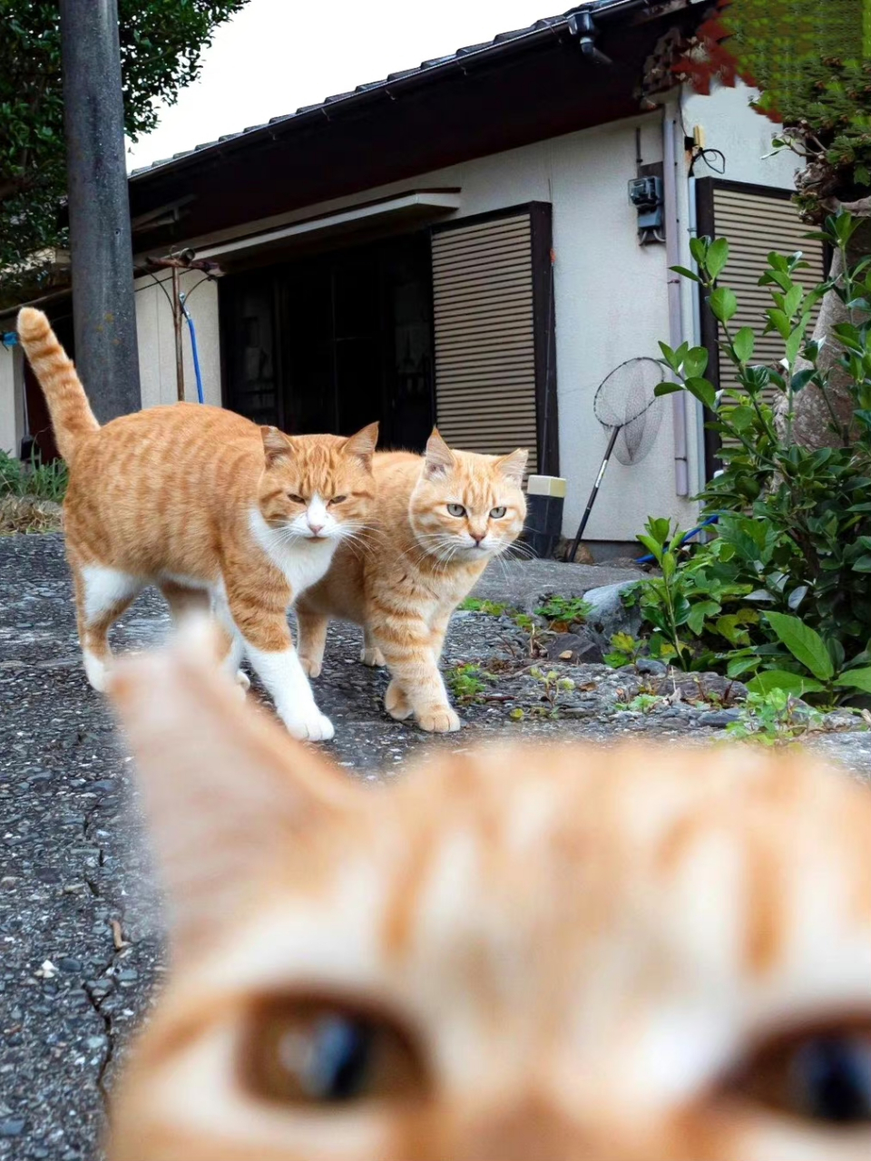 周末出门拍照啦   猫咪自拍 #猫咪#       #旅行