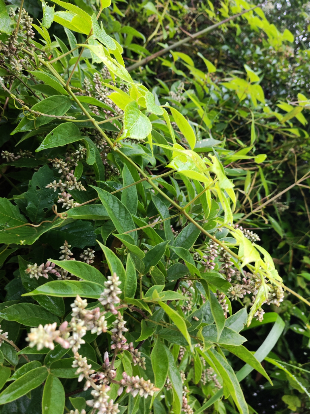 漫步于绿意交织的自然间,第一张图中,锯齿叶缘的叶