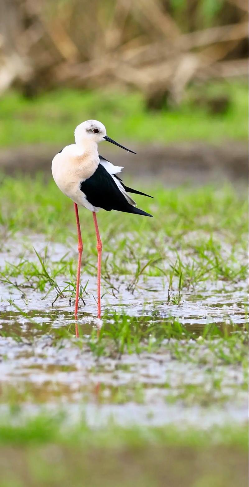 我就是腿最长的女士黑背长脚鹬!