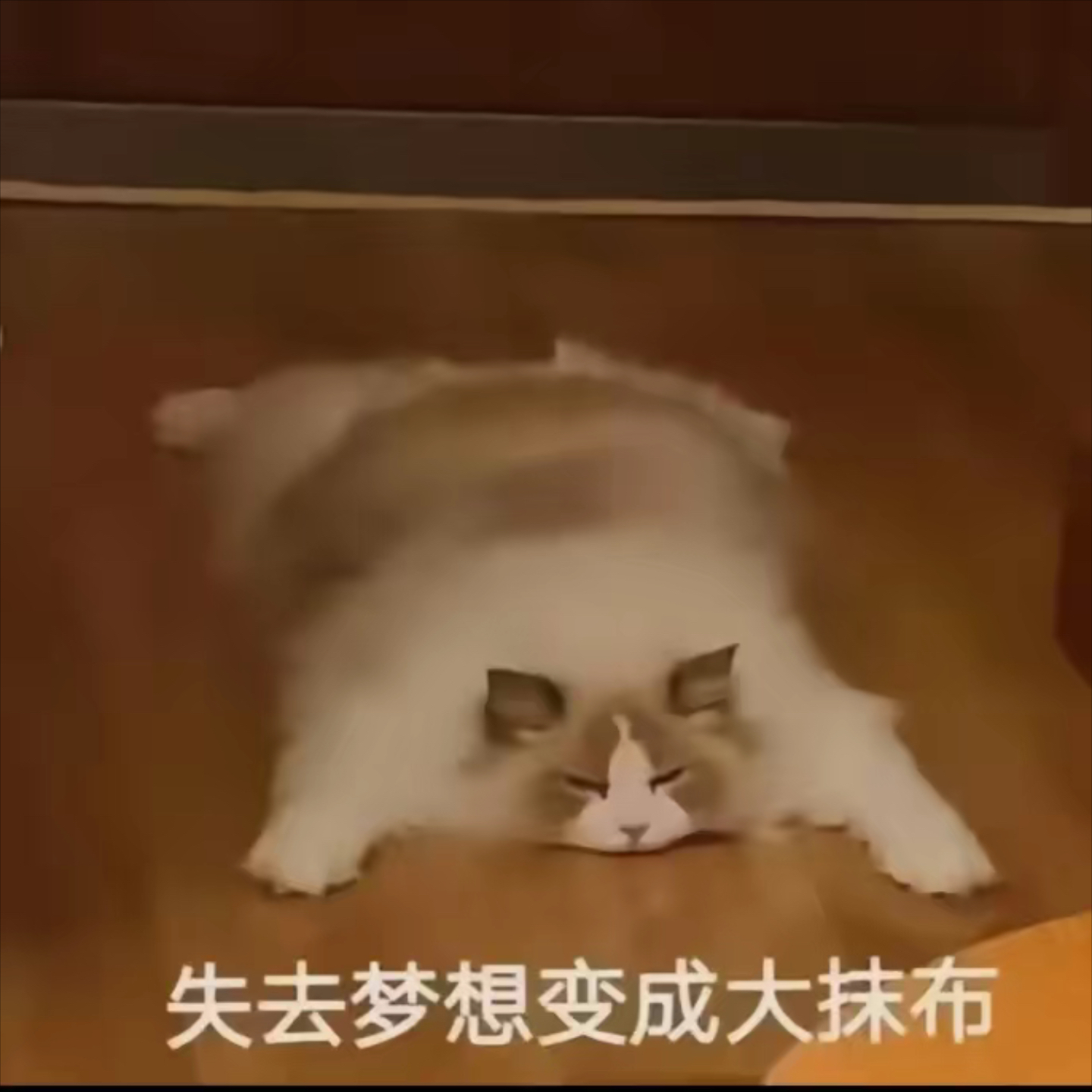 69听老人说猫会吸走人的阳气?真的吗?