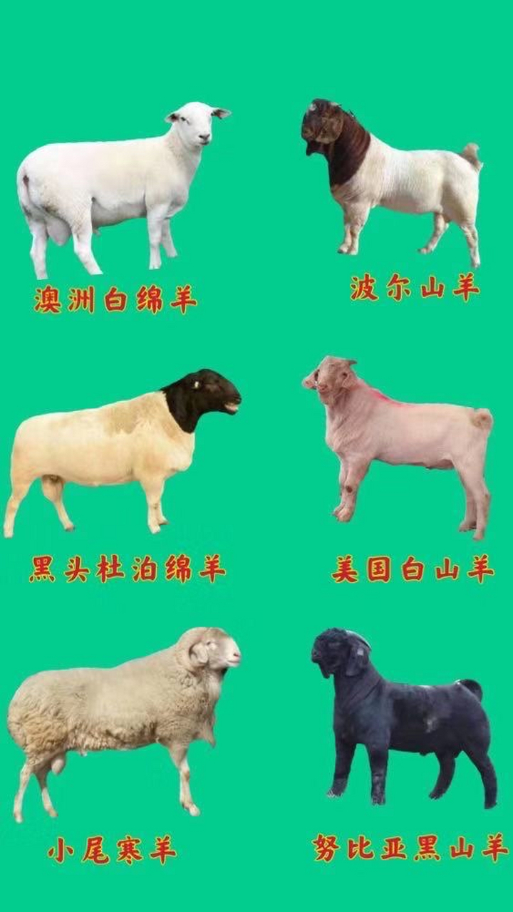 肉羊品种大全:山羊系(波尔山羊,白山羊,黑山羊,黄羊,青山羊,杂交山羊)