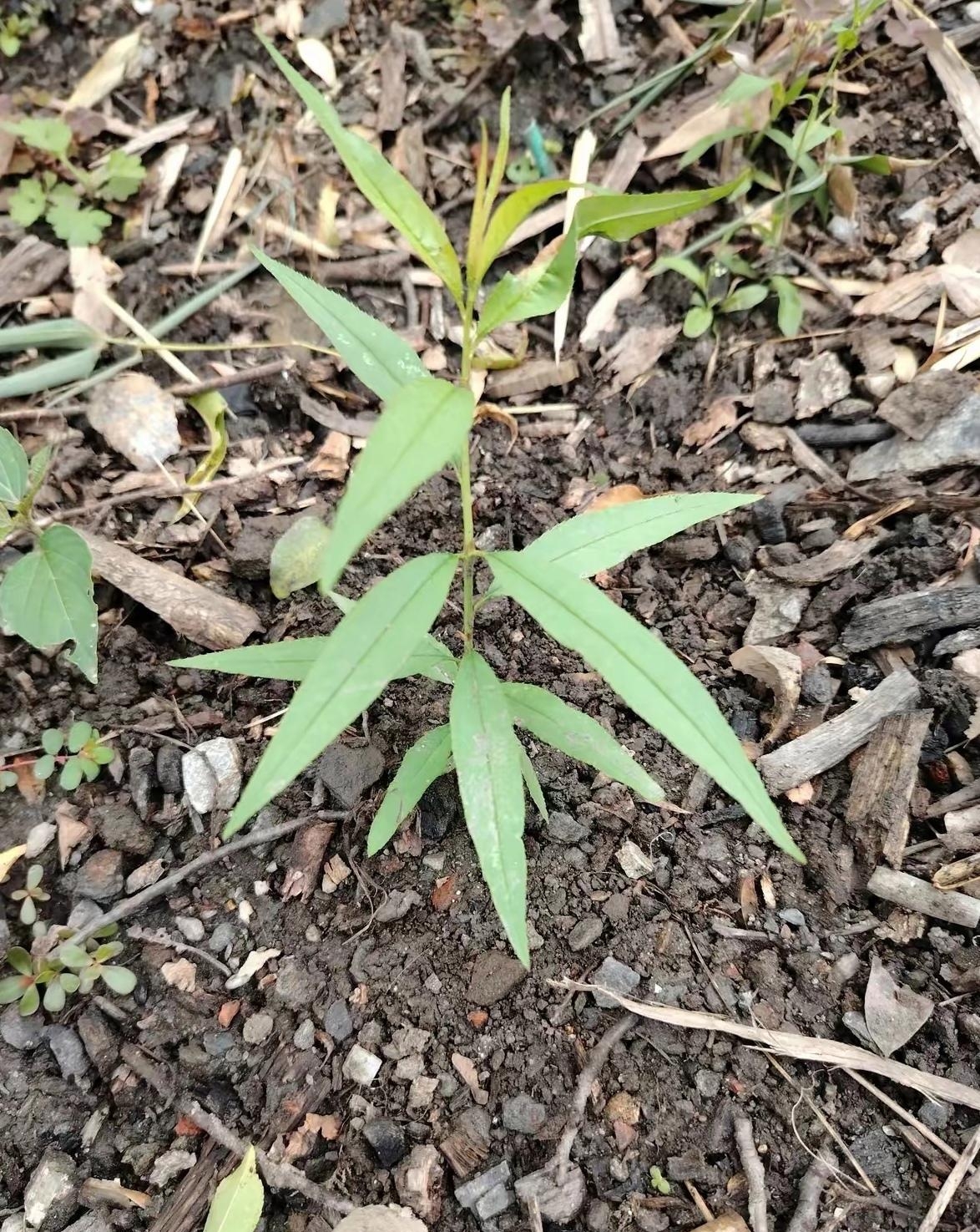 时光流转,我依旧渴望着将它迎回家中