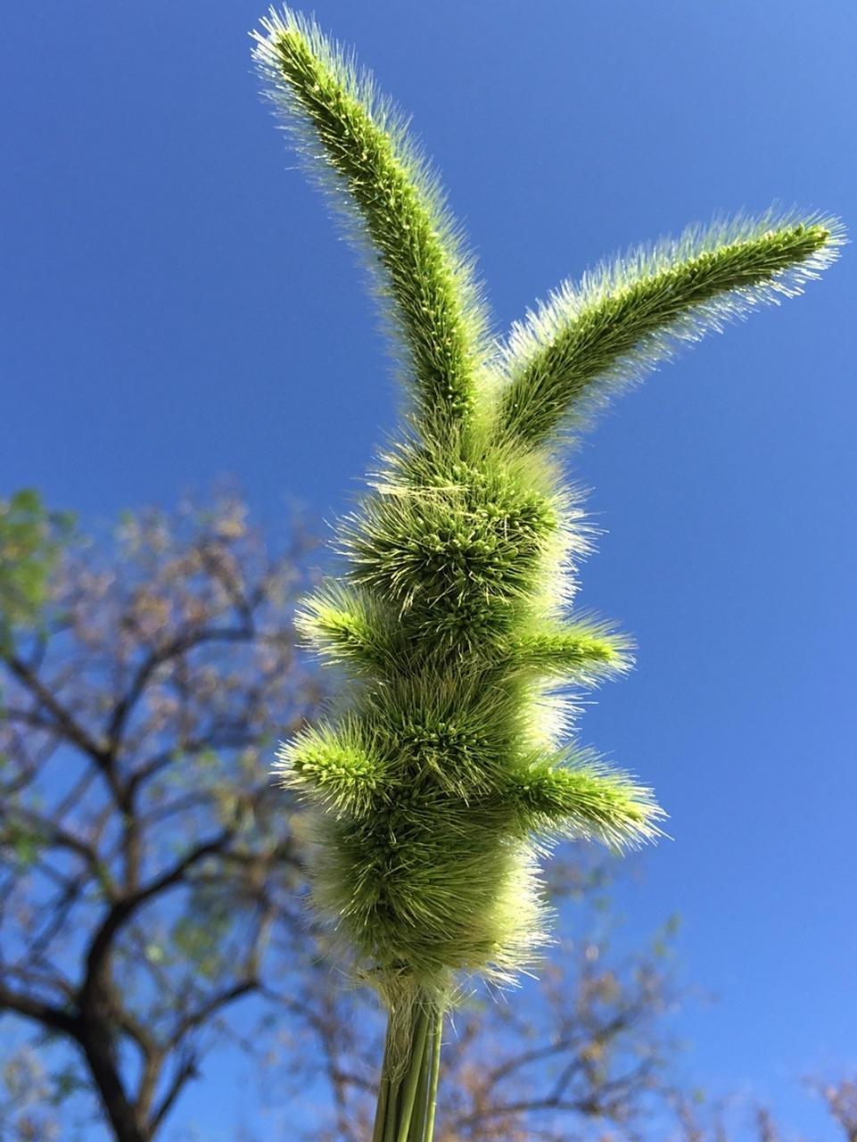 #焕新完美体验官# 朋友用狗尾巴草折的小兔子,这小兔子真的好难折,也