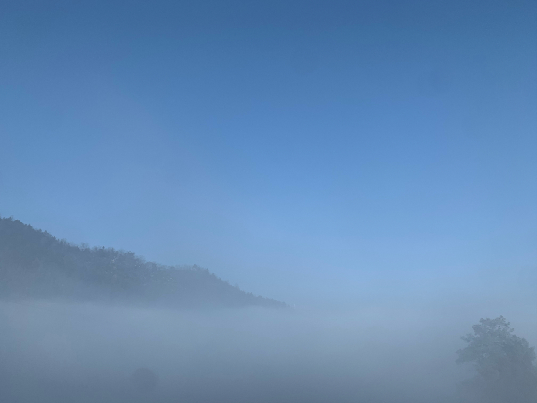 白雾在树梢间缭绕,仿佛将整个森林都染上了神秘的气息.