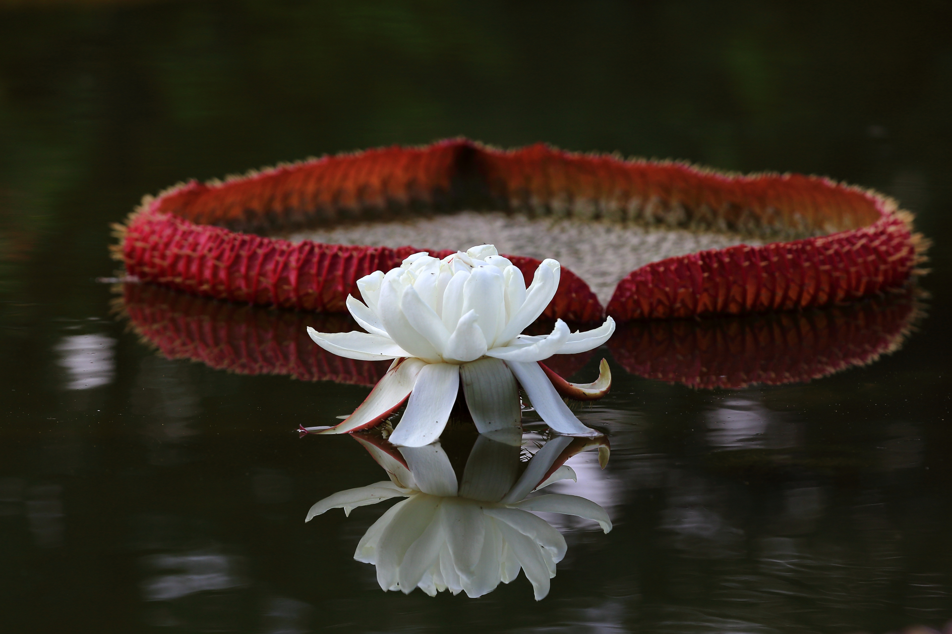 莲花池公园,克鲁兹王莲,长木王莲.