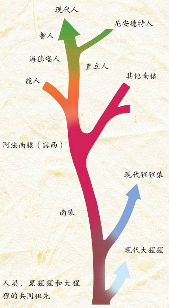 人類進化模擬圖