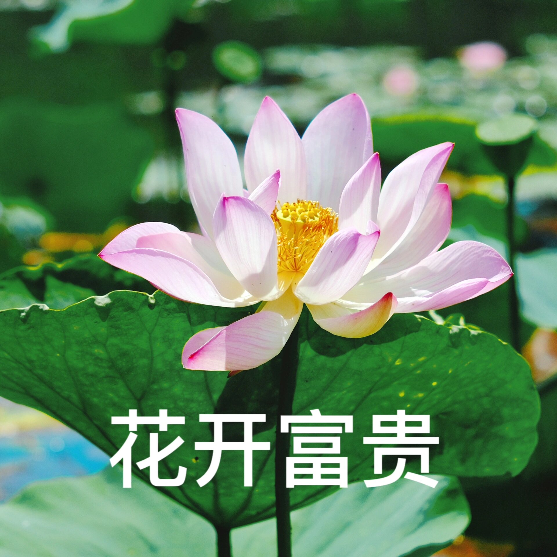 【荷香夏韵,清雅如诗】