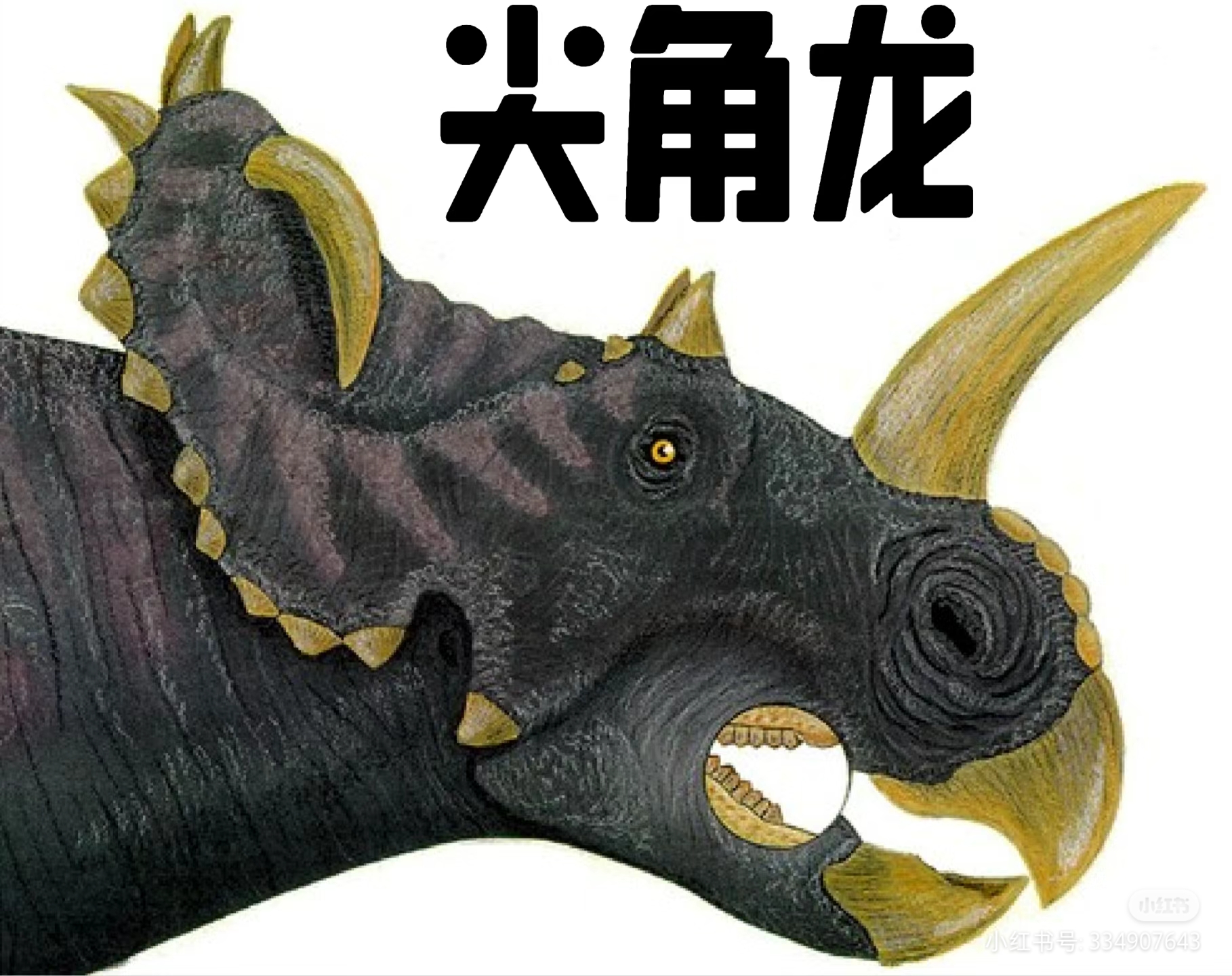 1分钟教你区分几种纪录片中常见的角龙类