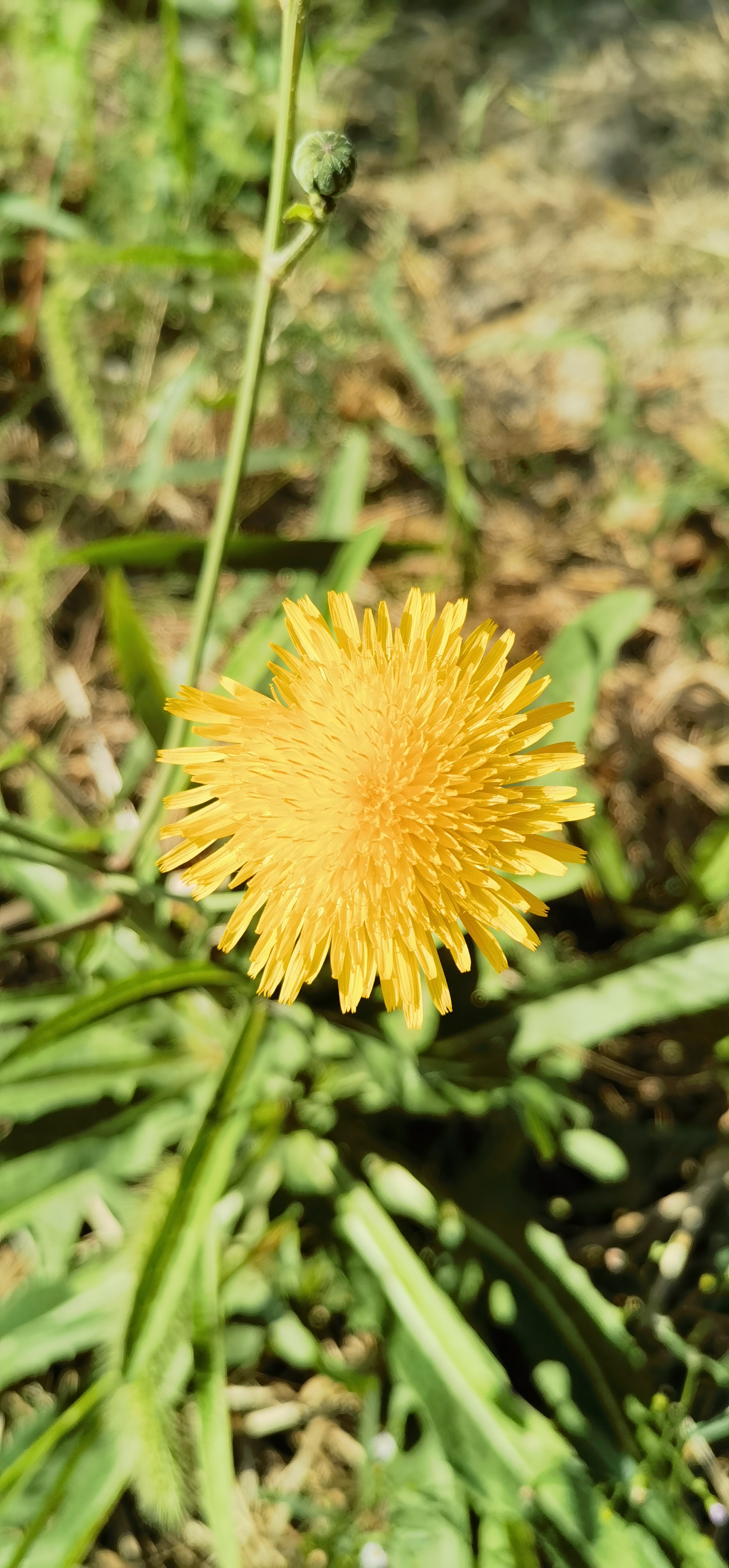 苣荬菜花图片图片