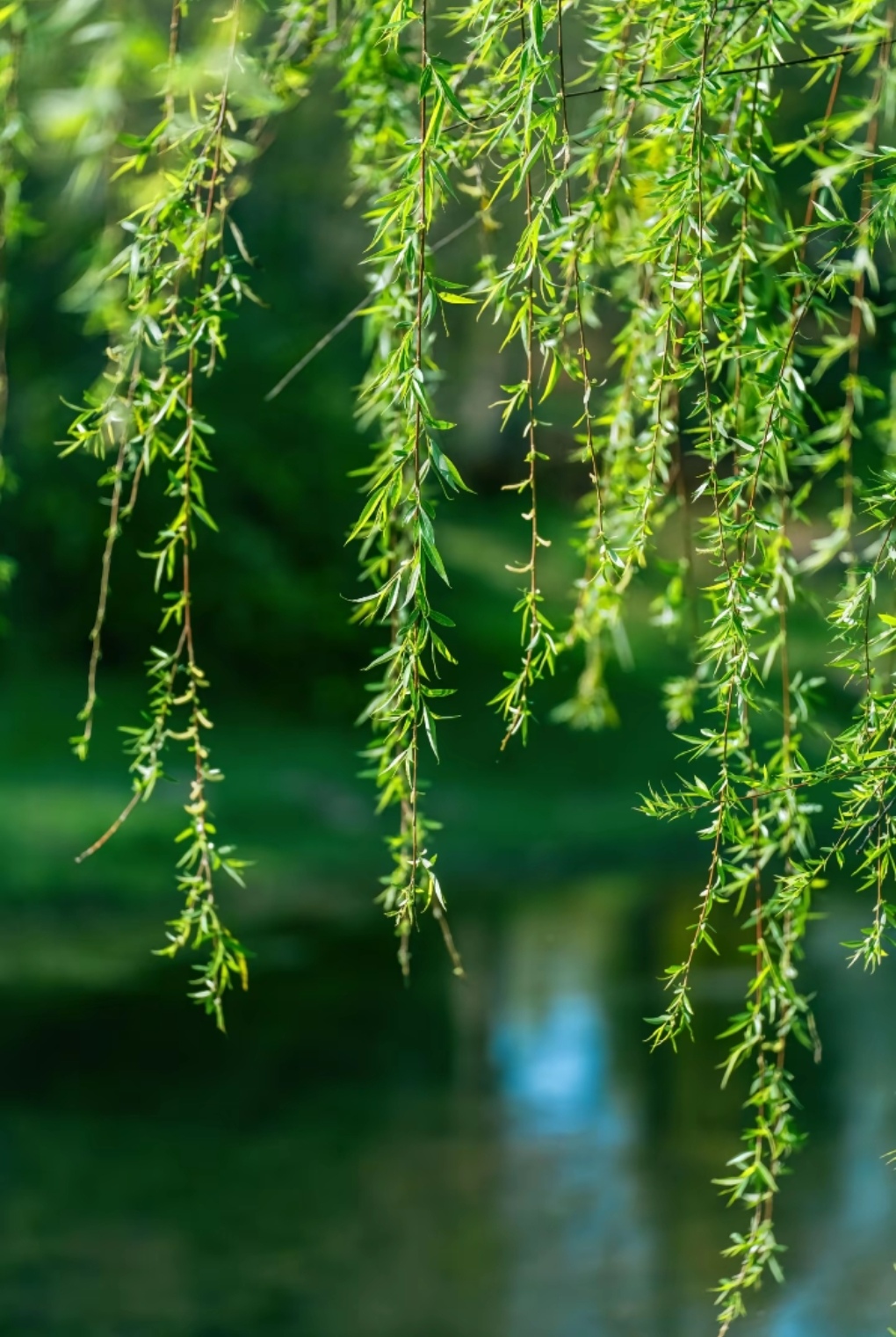 春风十里,杨柳依依 春风拂面,万物生长,在这片垂柳的绿意中,找到了