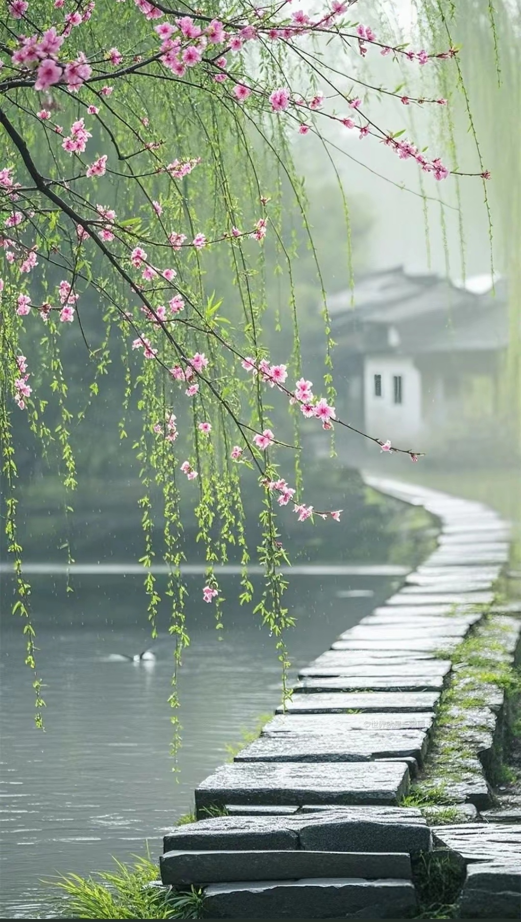 配图片春雨图片唯美春雨无心敲落叶图片细雨斜风作晓寒,淡烟疏柳媚晴