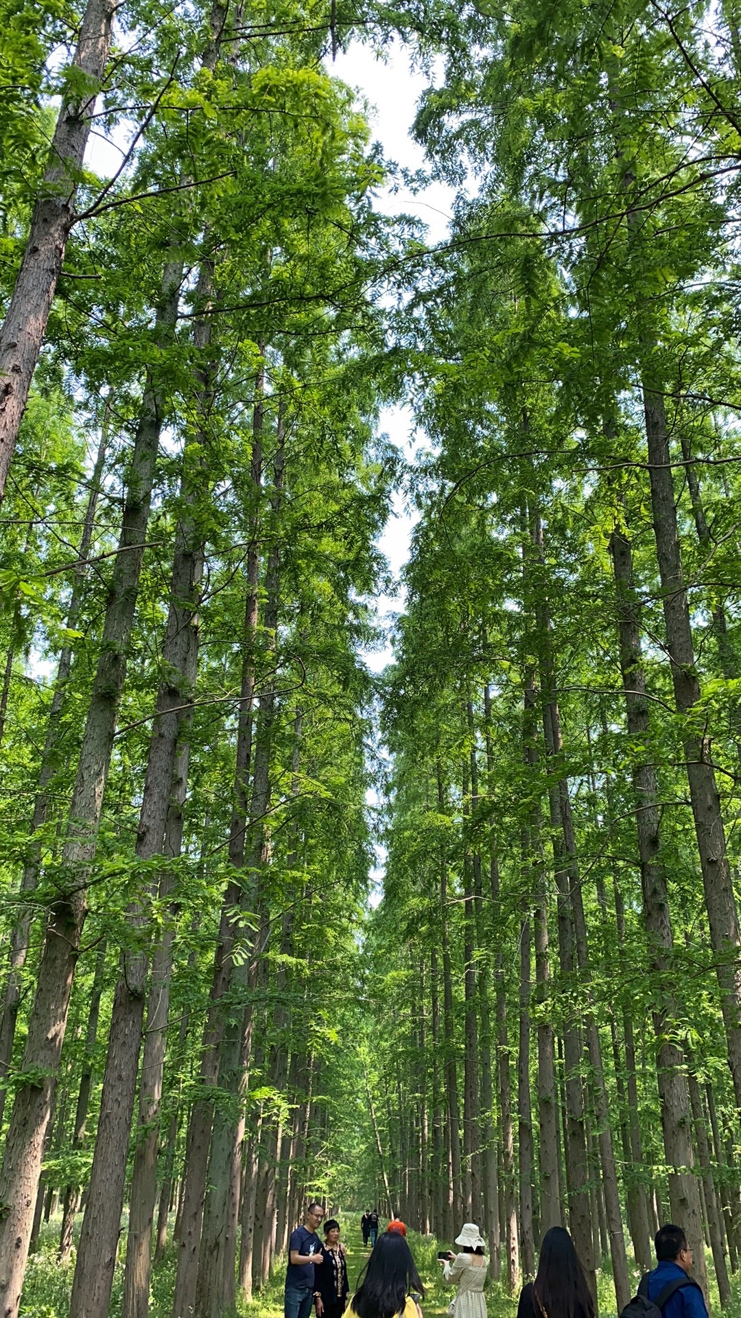 它的枝叶茂盛,如同一个坚定的战士,矗立在大地之上