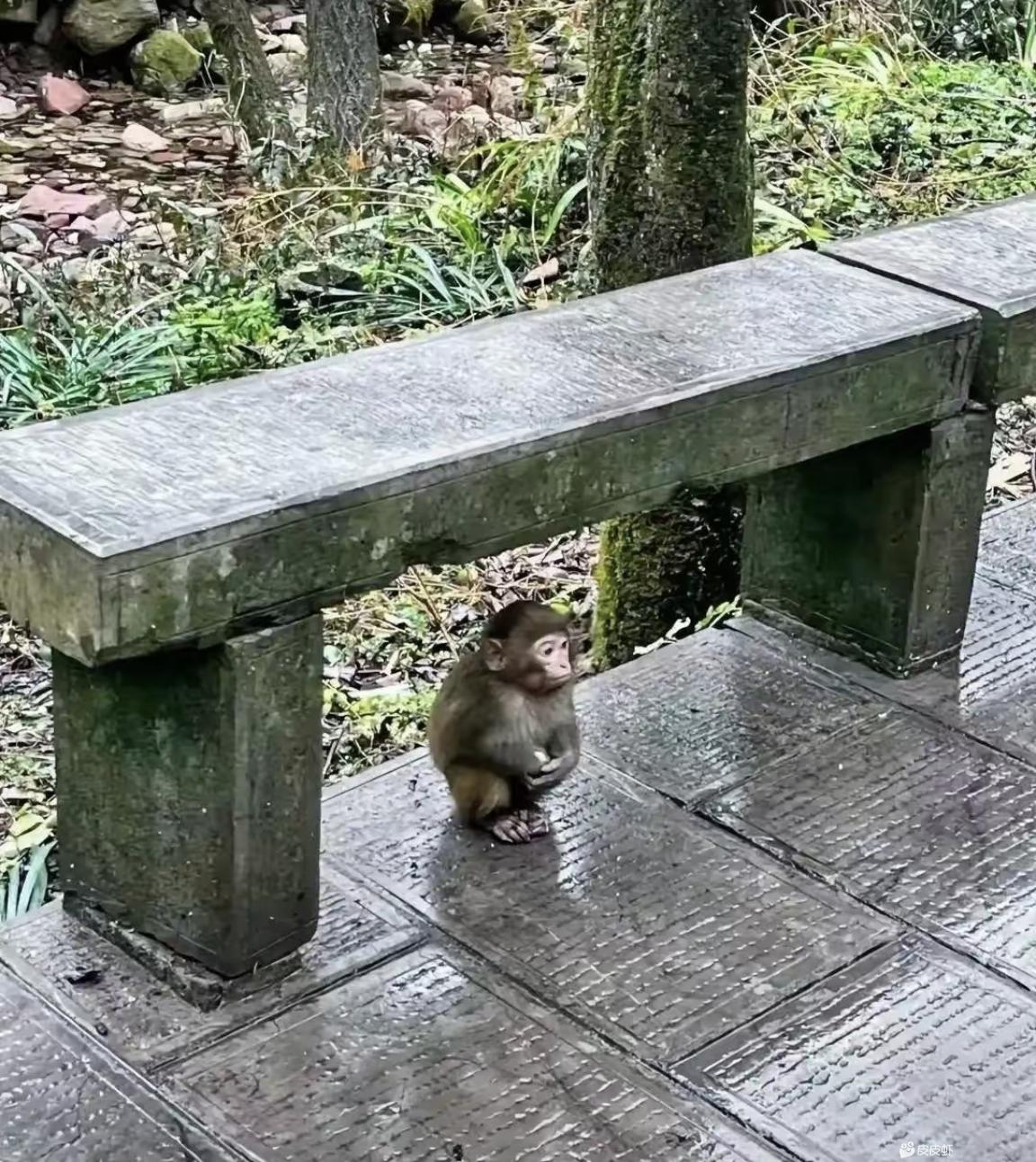 下雨了,公园里一只小猴儿可怜巴巴的躲在了石凳下面,看他的样子还是个