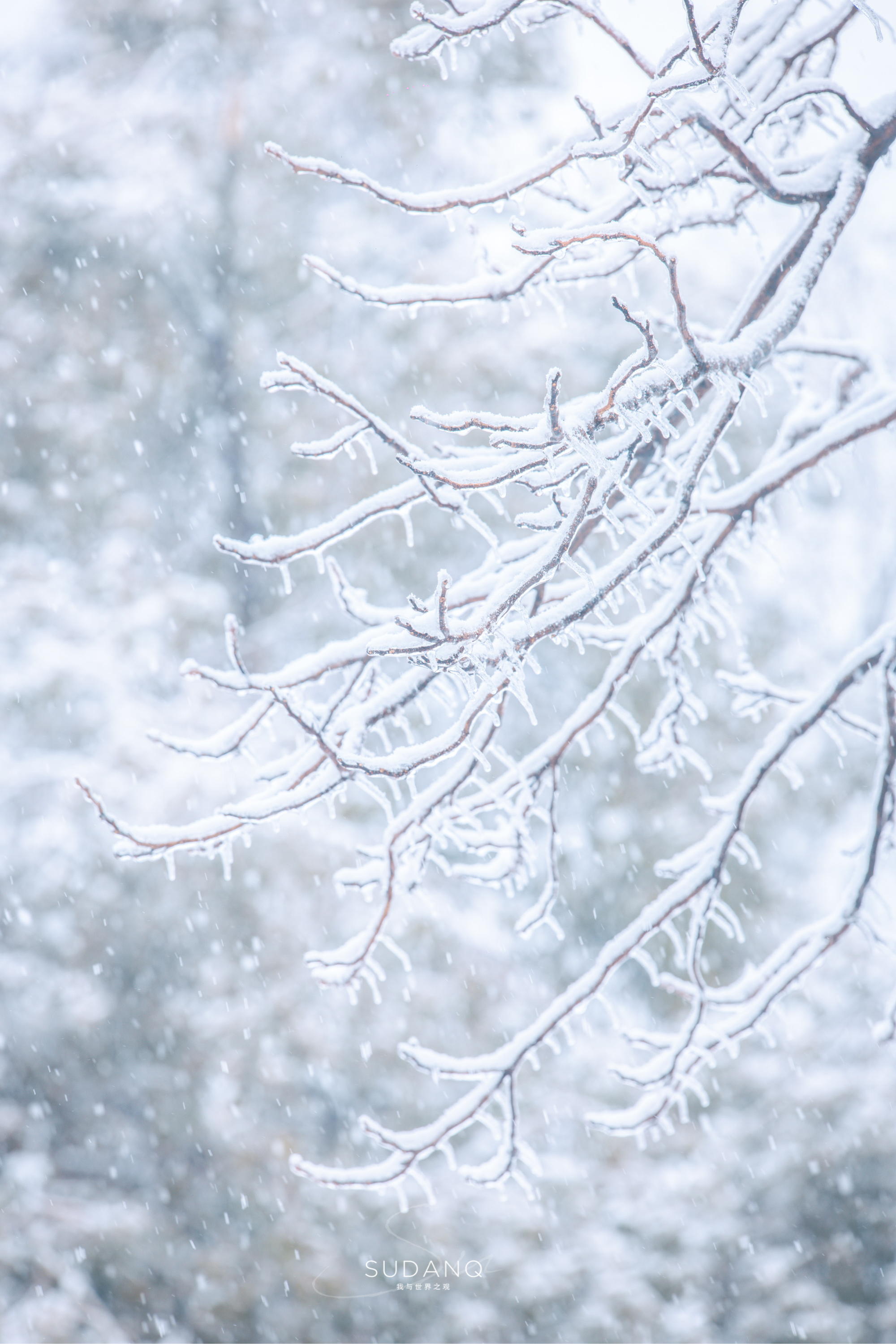 凄美图片雪景图片