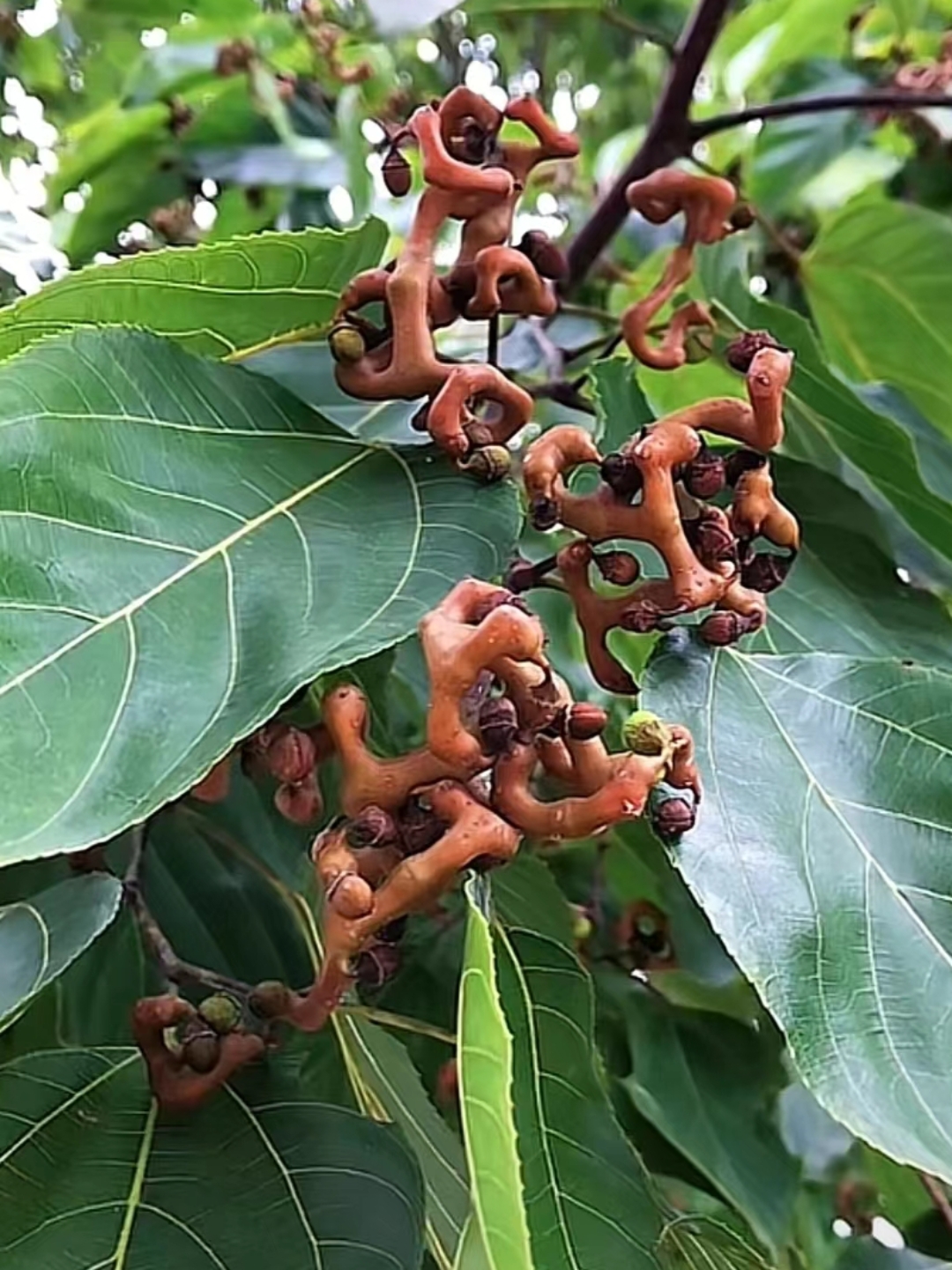 你们见过这种果树了没,你们叫它什么名字,我们那里叫它