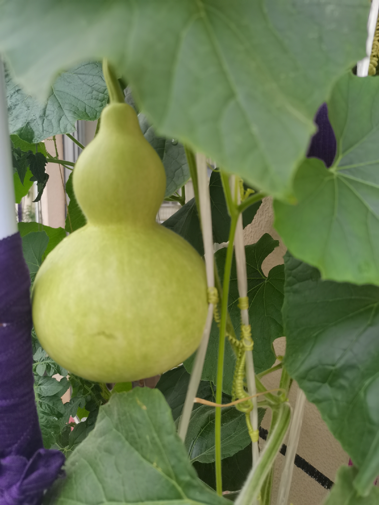 都慢慢的萎缩坏掉了,不过这一根藤上四种形状的葫芦是那里出问题了