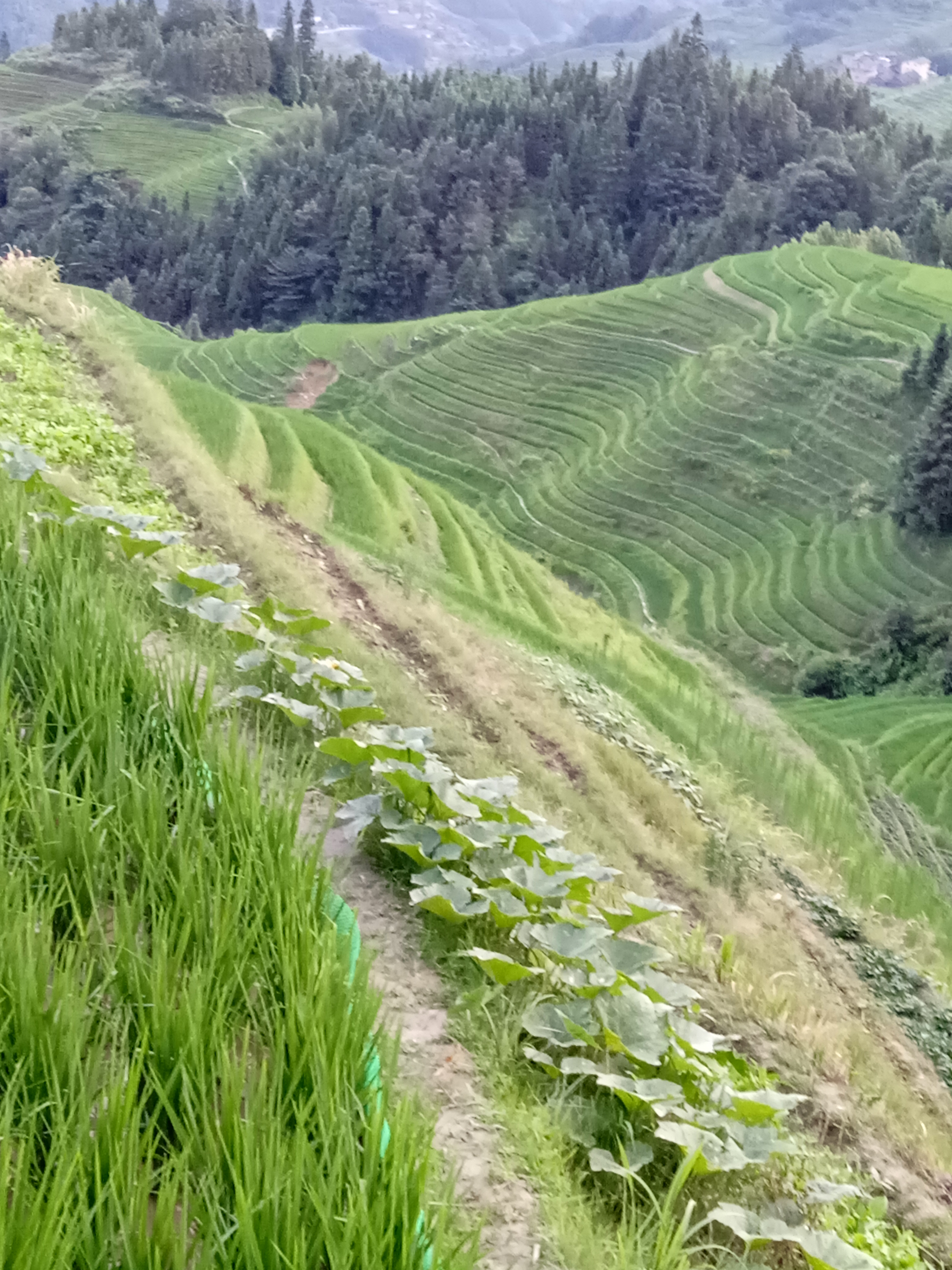 桂林市龙脊山梯田