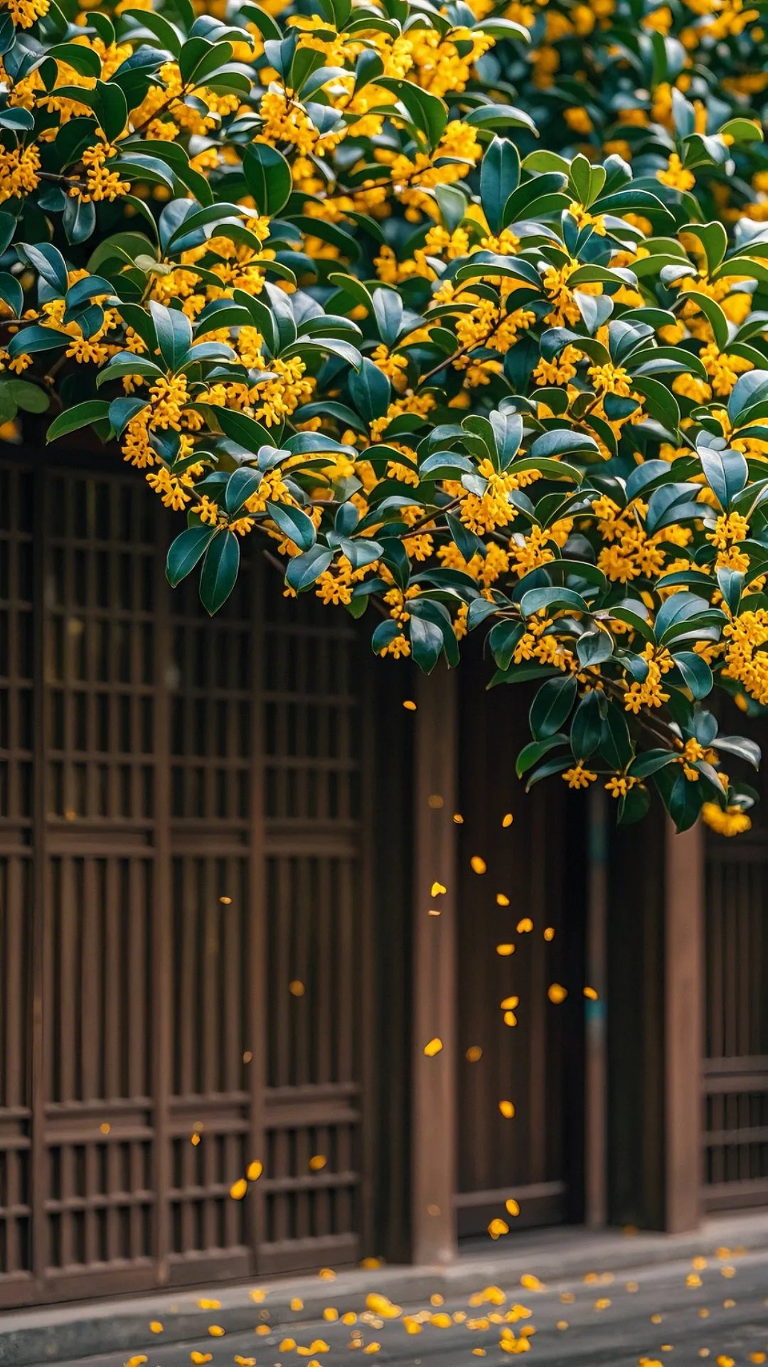 唯美桂花唯美图片 意境唯美桂花图片桂花图片唯美桂花飘落的图片桂花