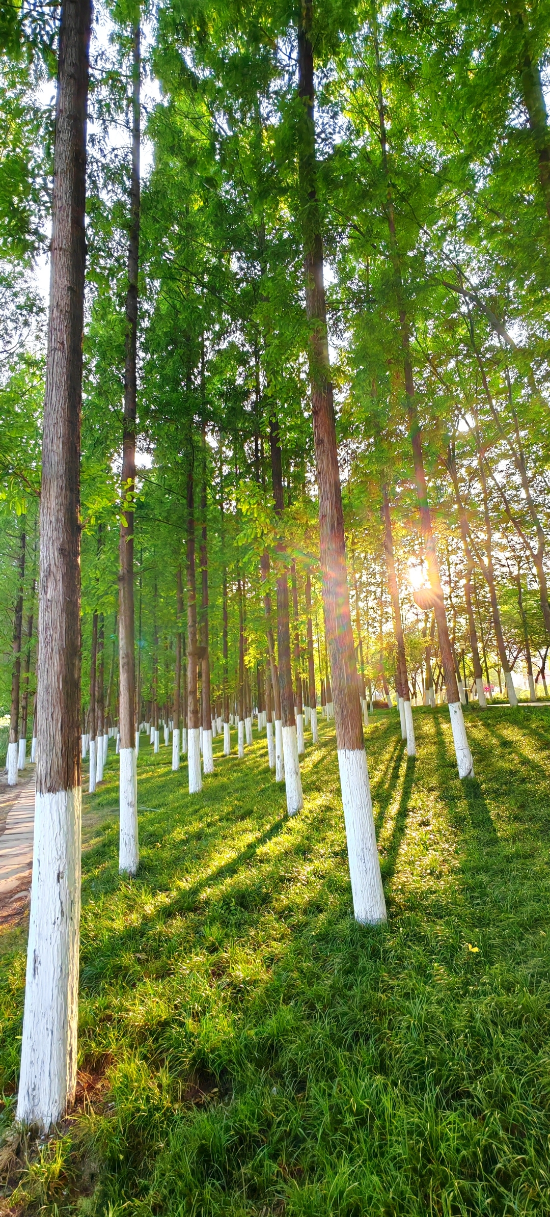 阳光倾洒,似金色的纱幔,轻柔地披在翠绿的世界上,每一片叶子都闪烁着