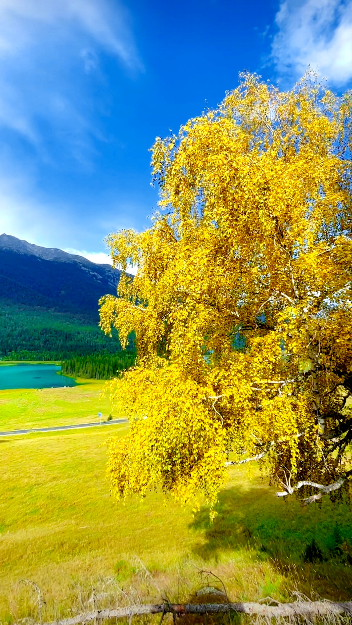 一夜金秋的喀纳斯神仙湾  山青水绿,秋意正浓,我在水光山色间等你.