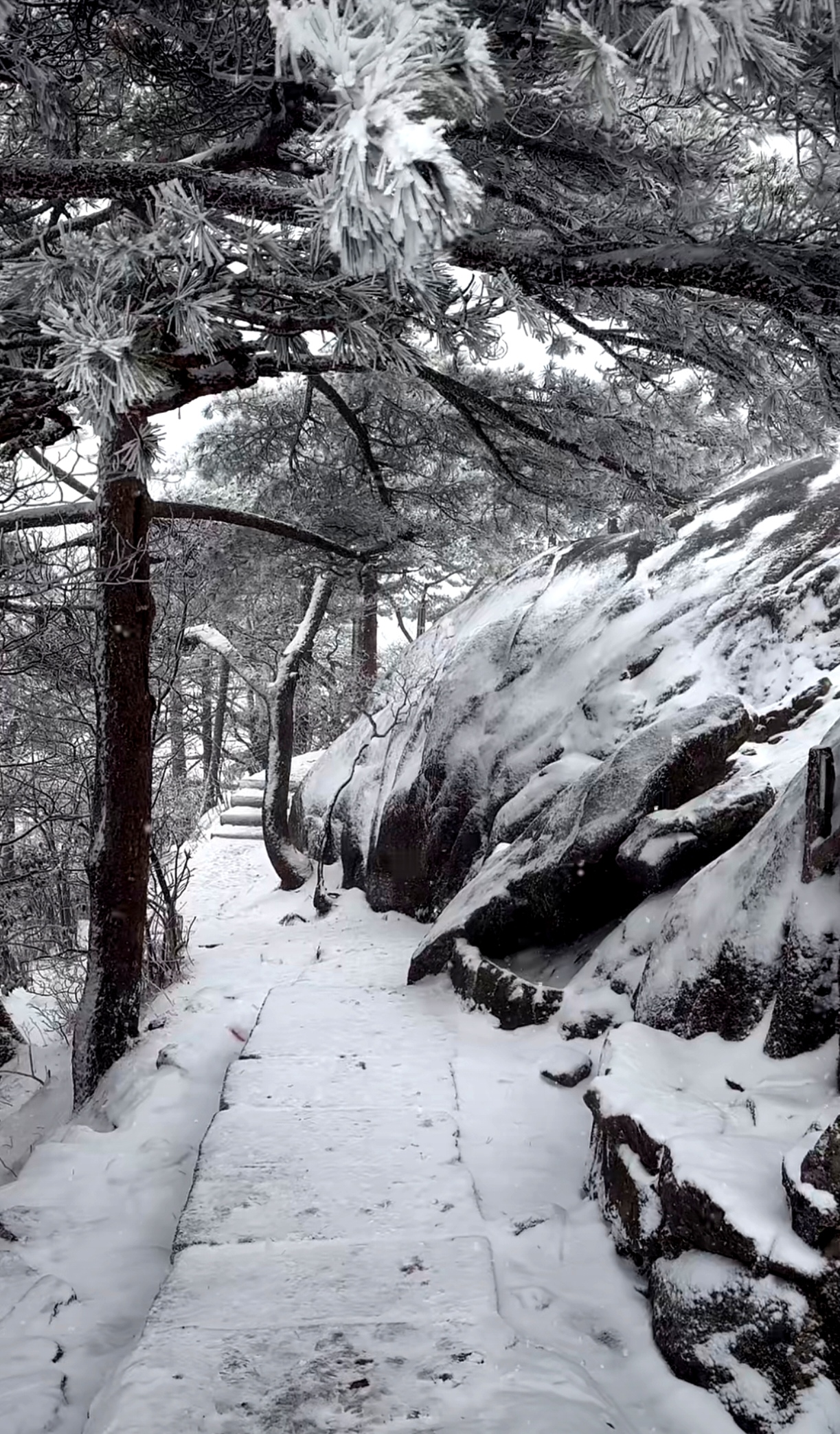 望峻岭,松披缟素,雾笼寒翠.峭壁崚嶒凌浩宇,苍枝挺秀迎霜气