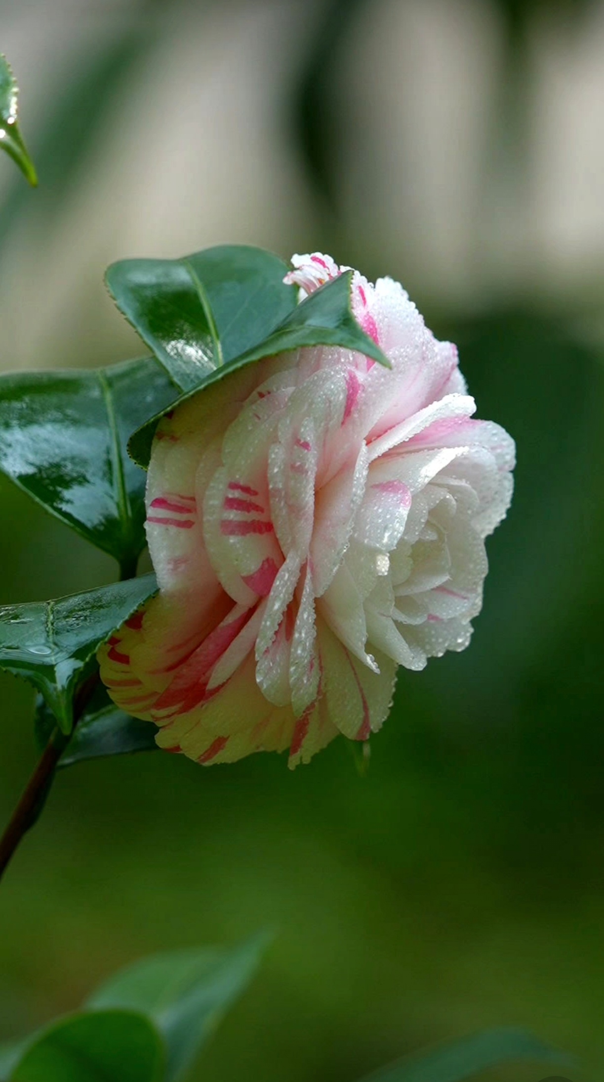 《临江仙·山茶花》