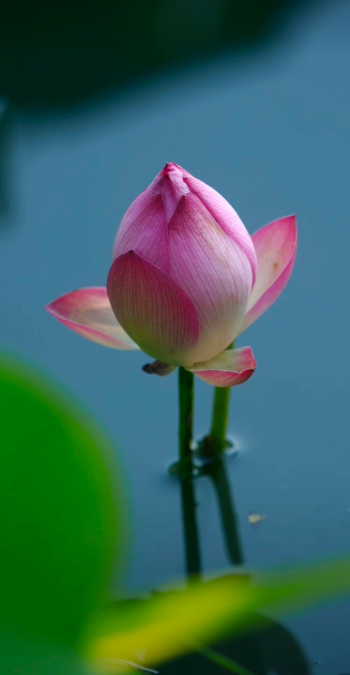不共桃樱争暖艳, 独持贞素待凉秋. 风梳香瓣魂如幻, 月浸幽姿意自悠