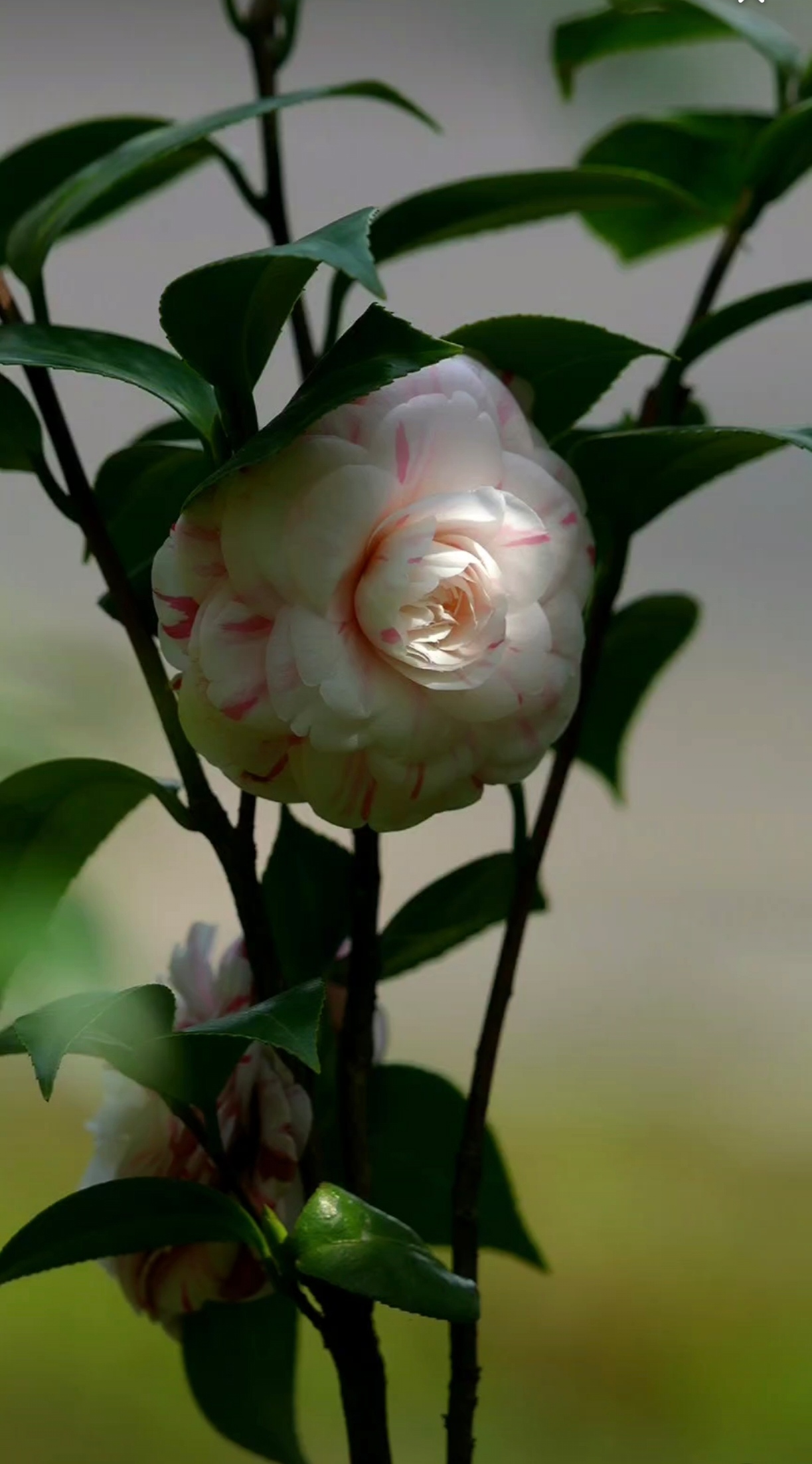 《临江仙·山茶花》